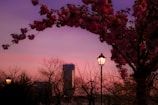 Pink sunset with flowers and a streetlight.