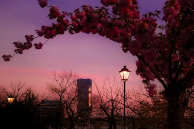 Pink sunset with flowers and a streetlight.