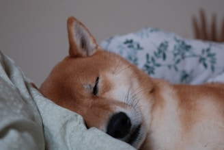 Um shiba inu dorme profundamente em sua cama.