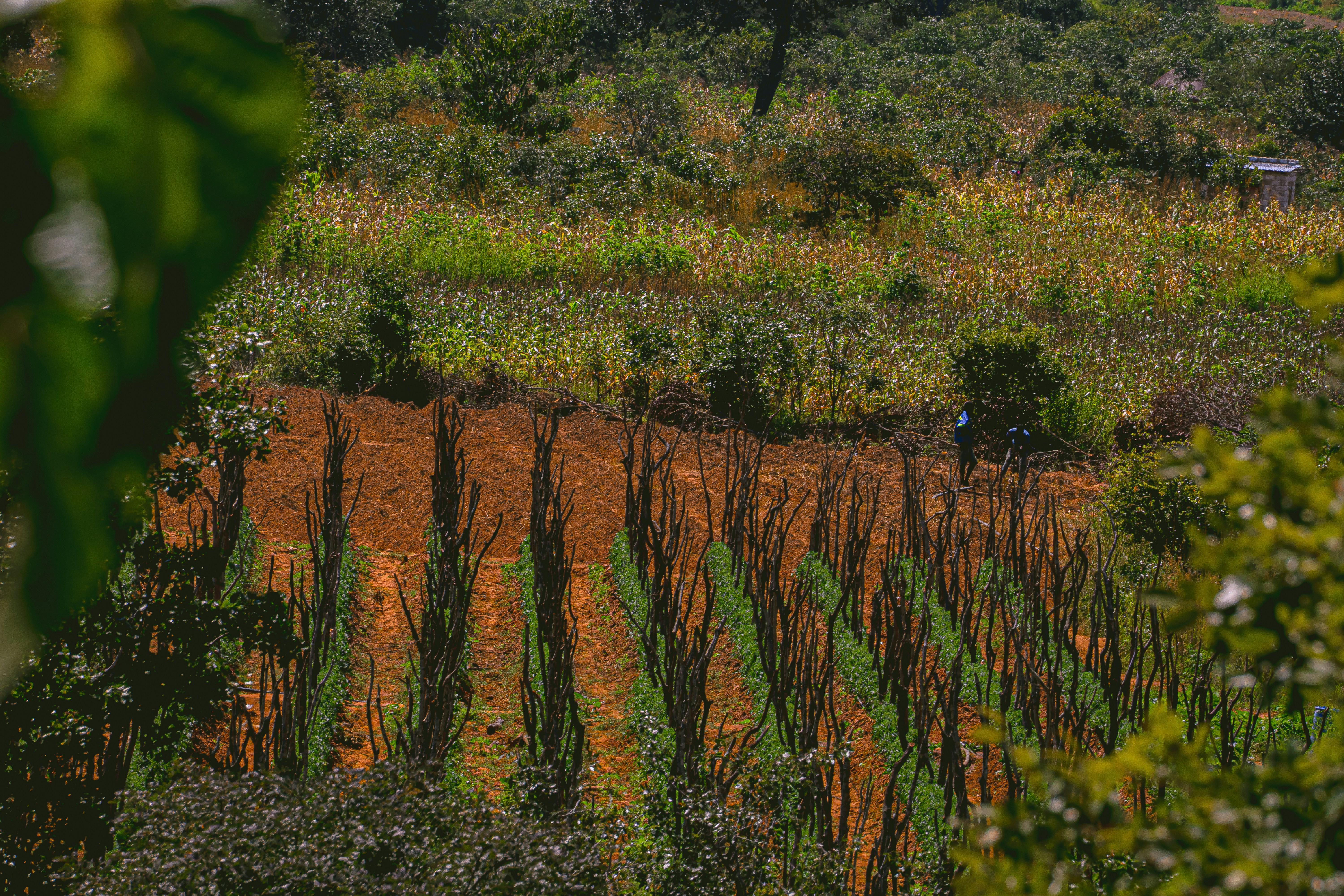 Landscape of tomato field.