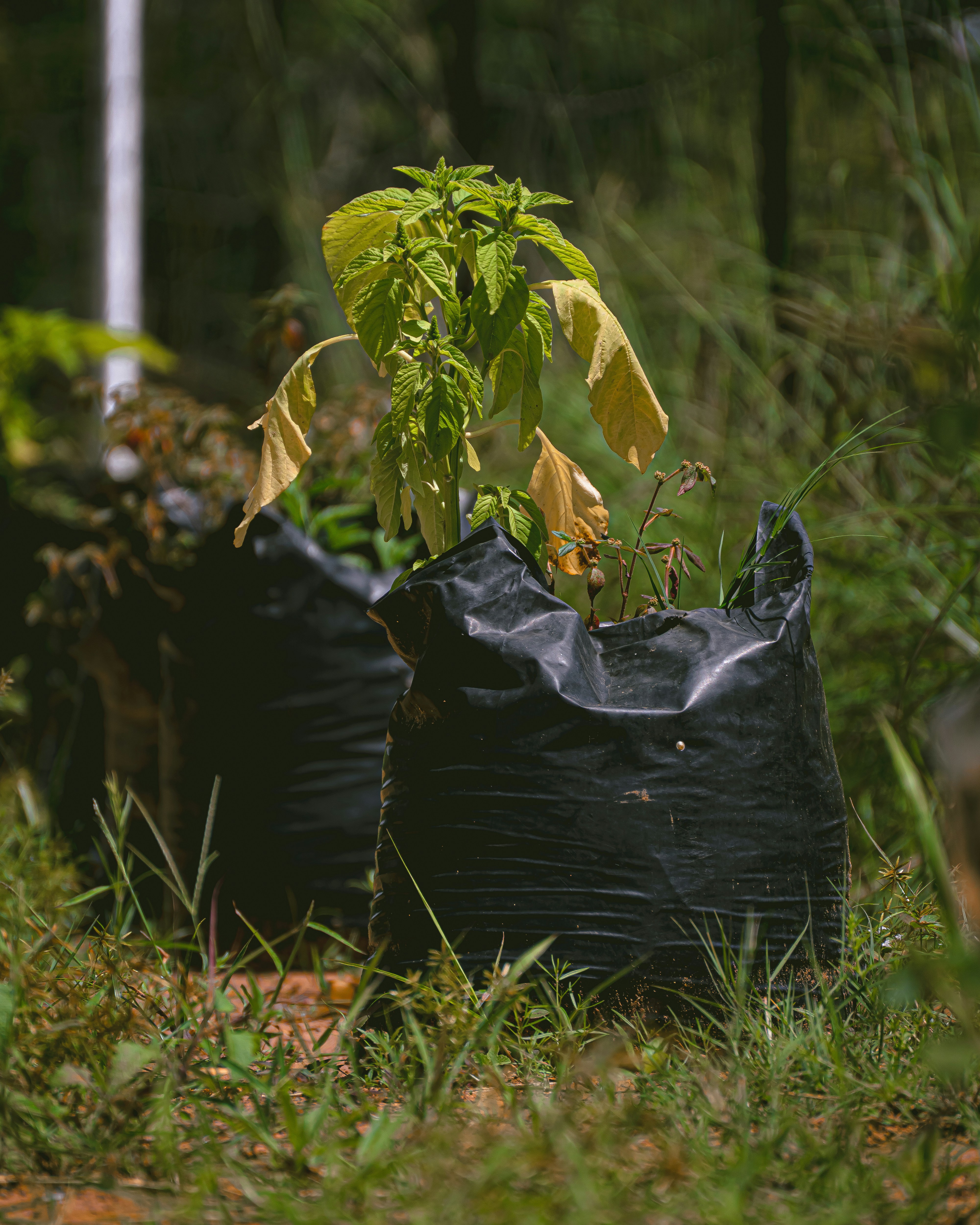 Plants are in black bags amidst tall grass.