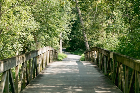 A wooden bridge leads to a path through trees.