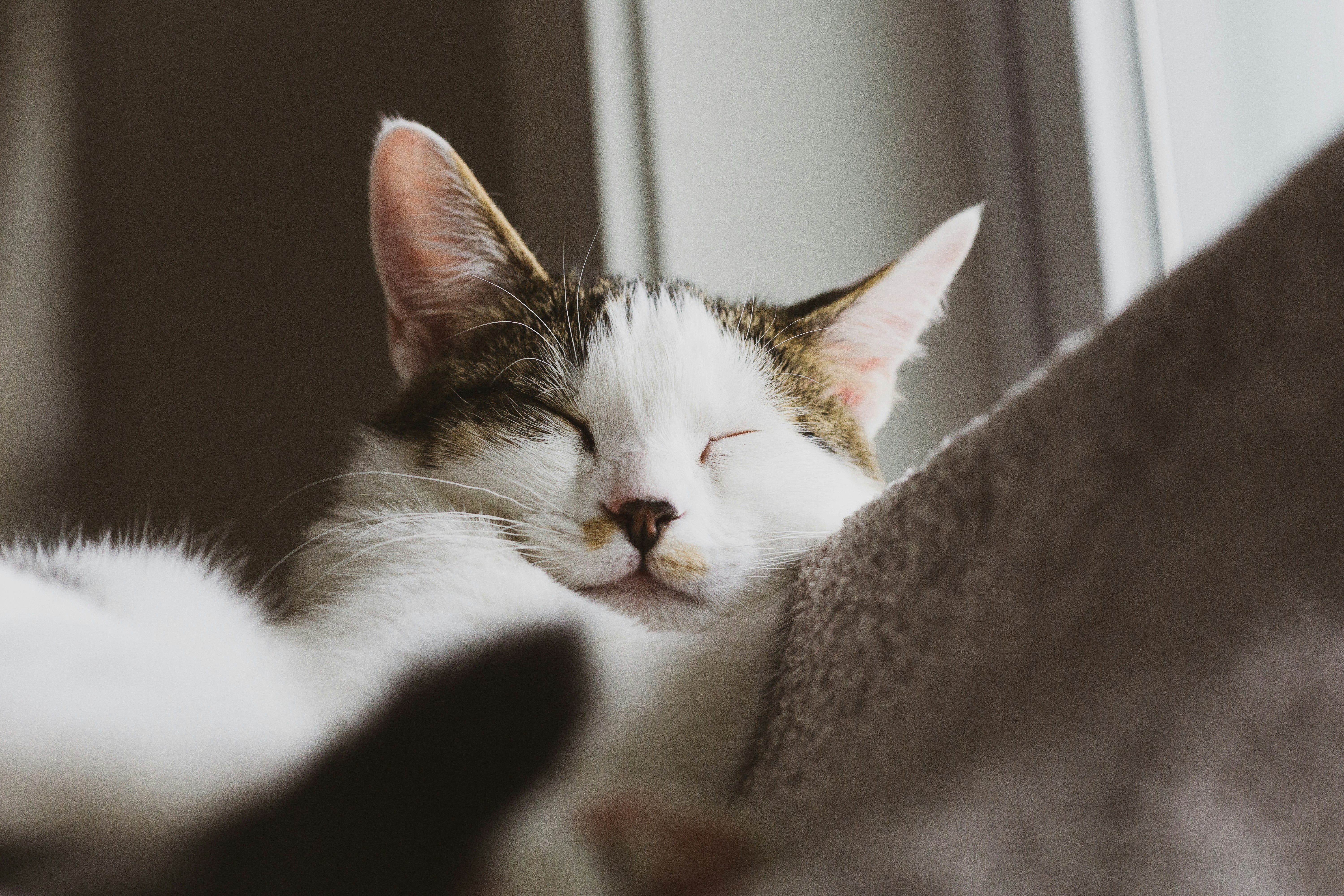 Penjagaan singkat di rumah