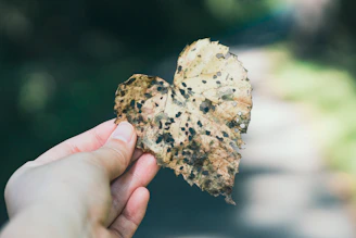 Hand holding a leaf shaped like a heart.