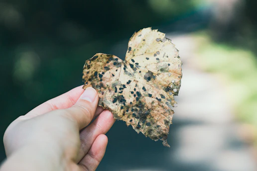 Hand holding a leaf shaped like a heart.