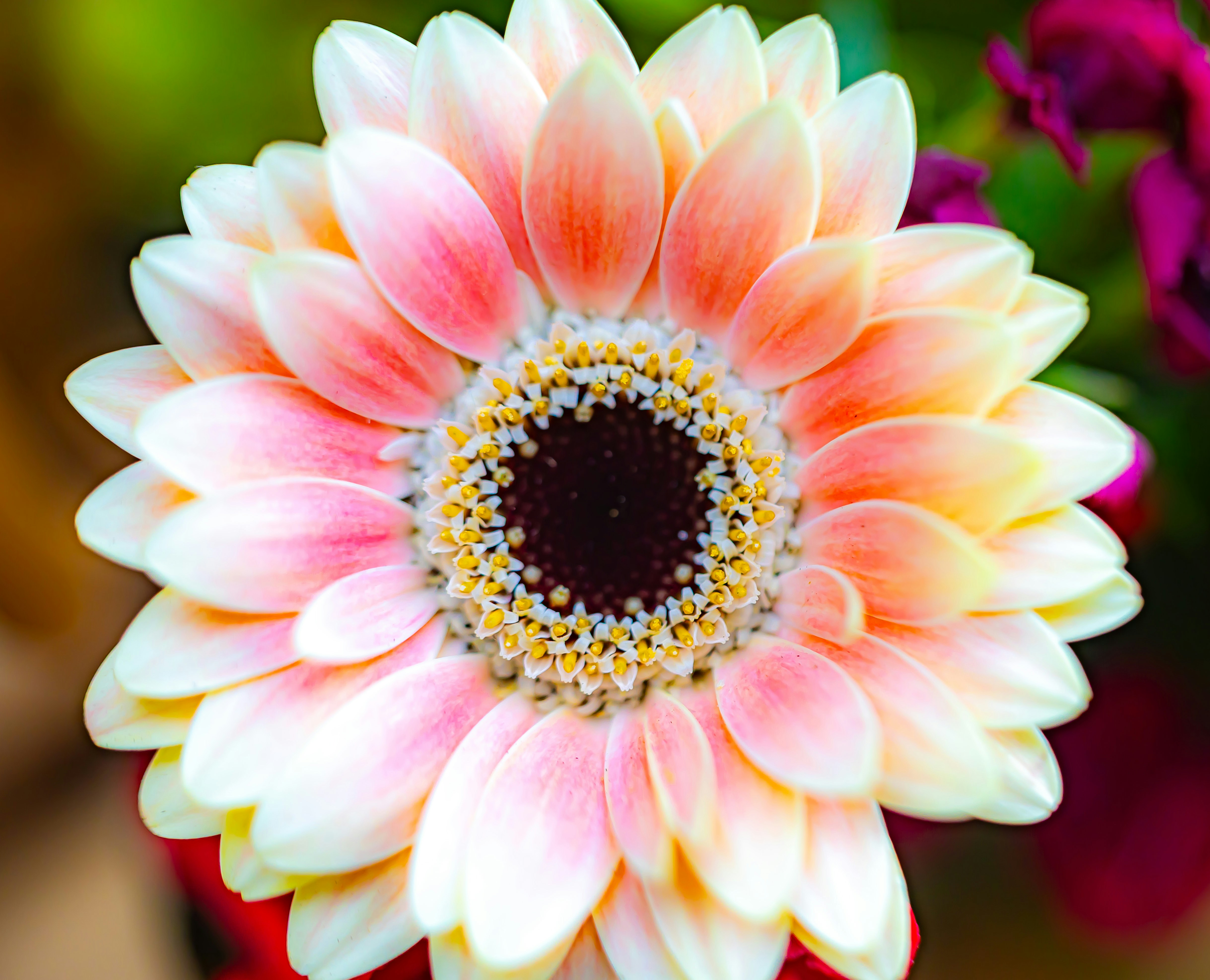 Pink and yellow flower with dark center