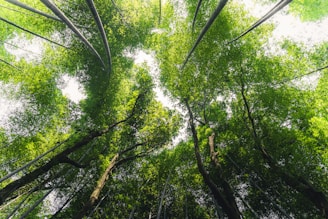 Looking up at a lush green forest canopy.