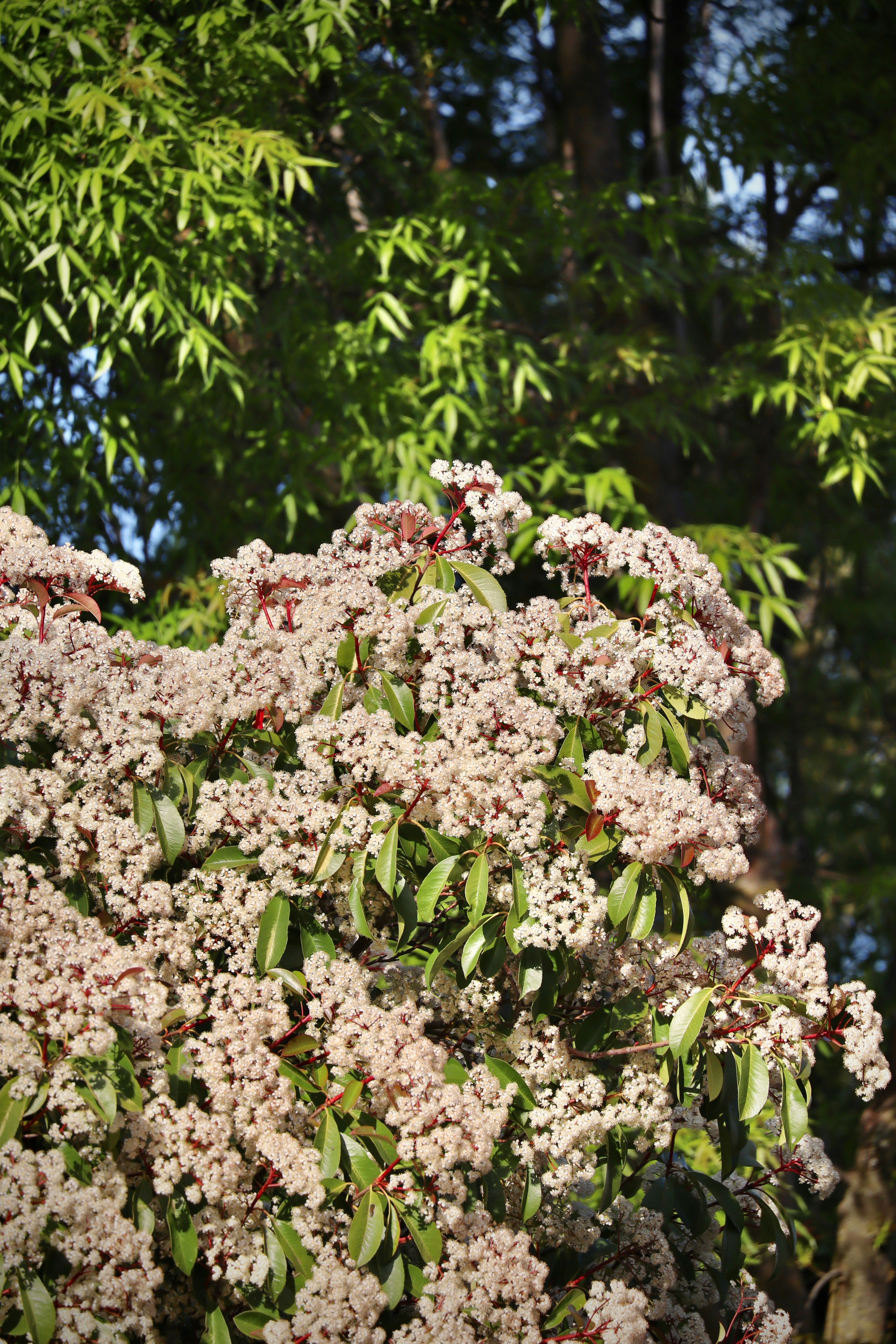 Photo by sarguninder