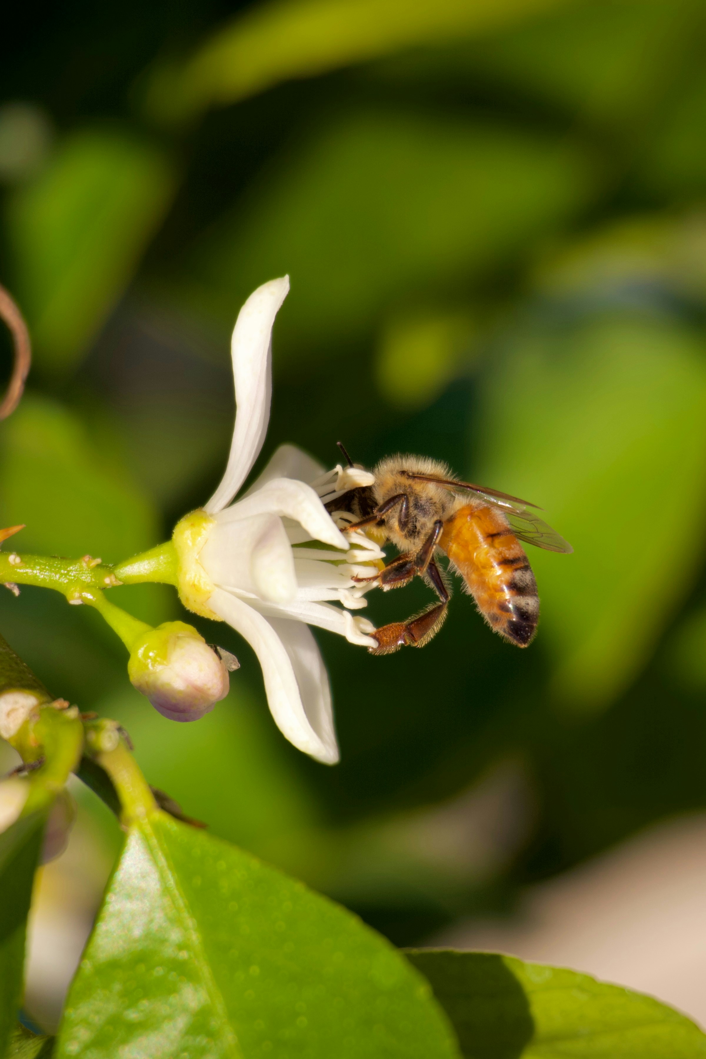 Photo by sarguninder