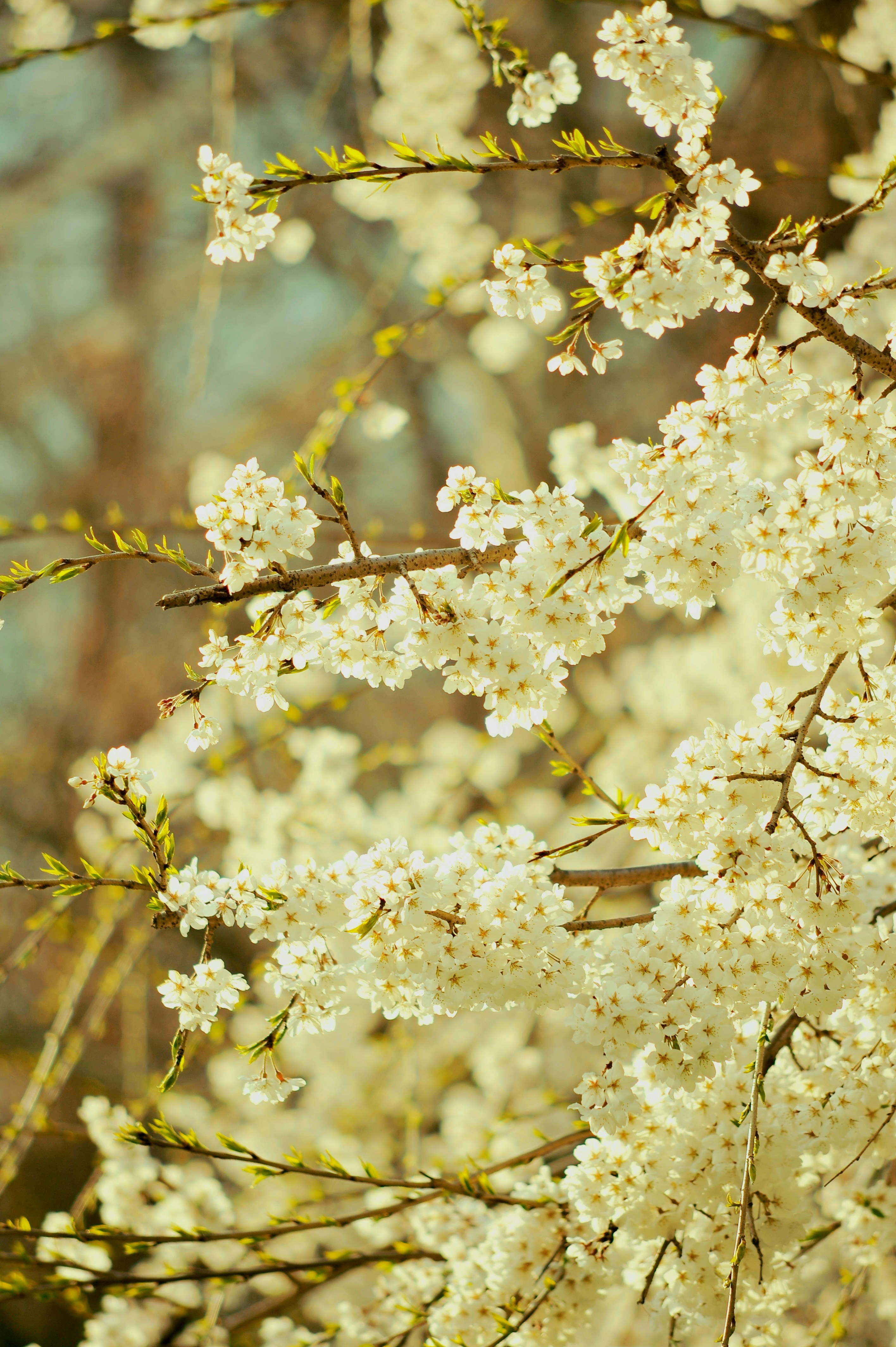 White blossoms bloom on tree branches.