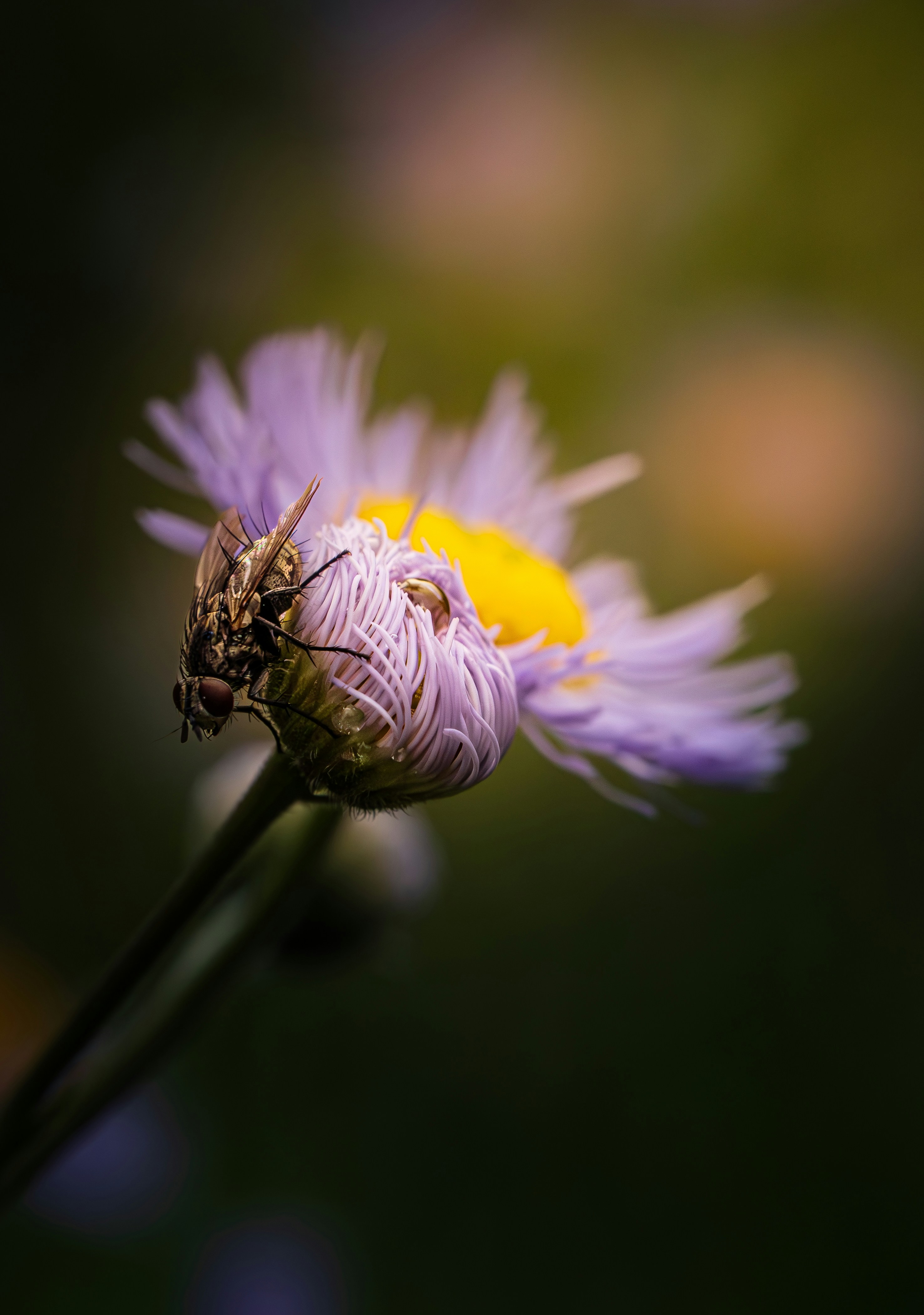 Photo by dkoplyk