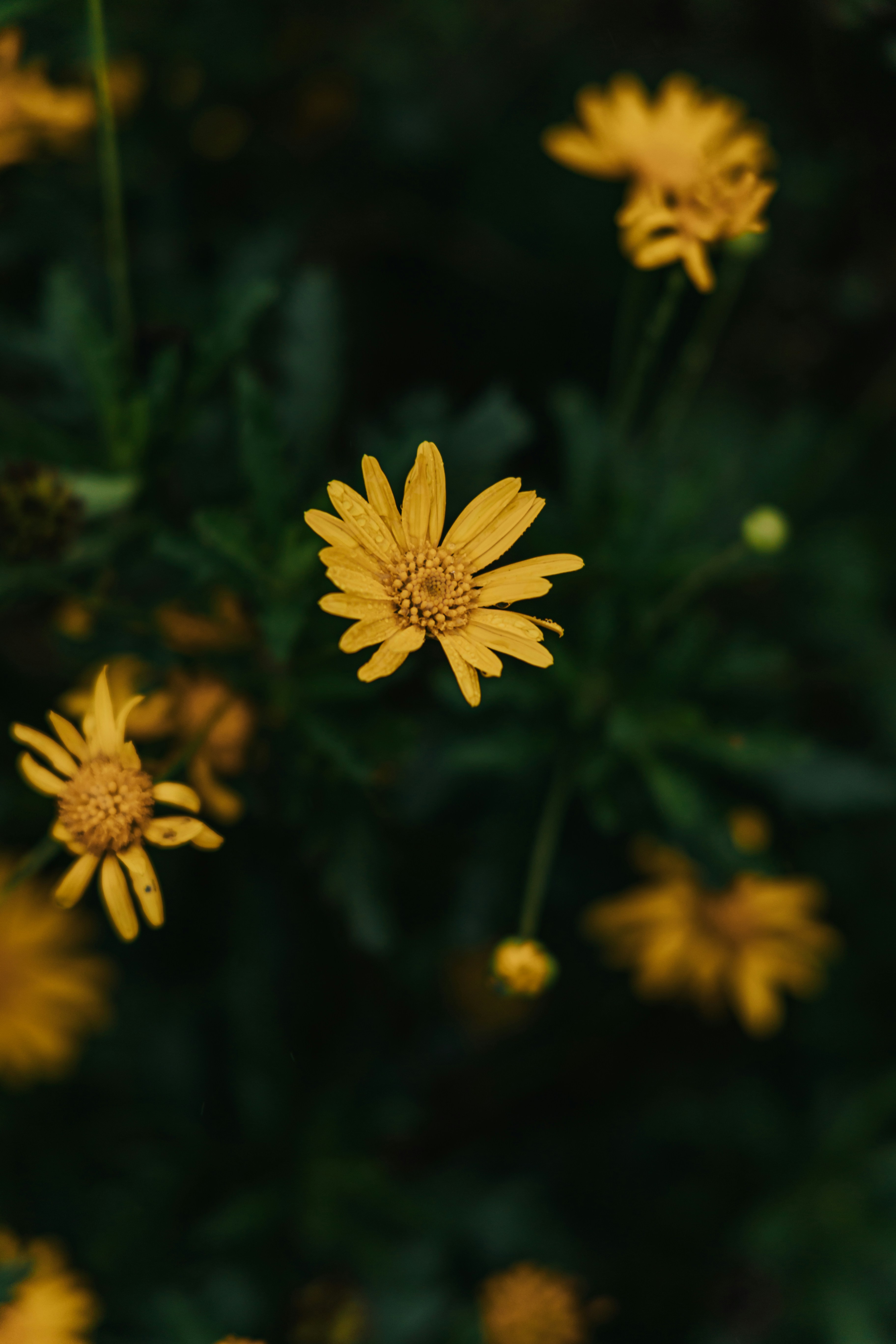 Photo by hieuanhcauam