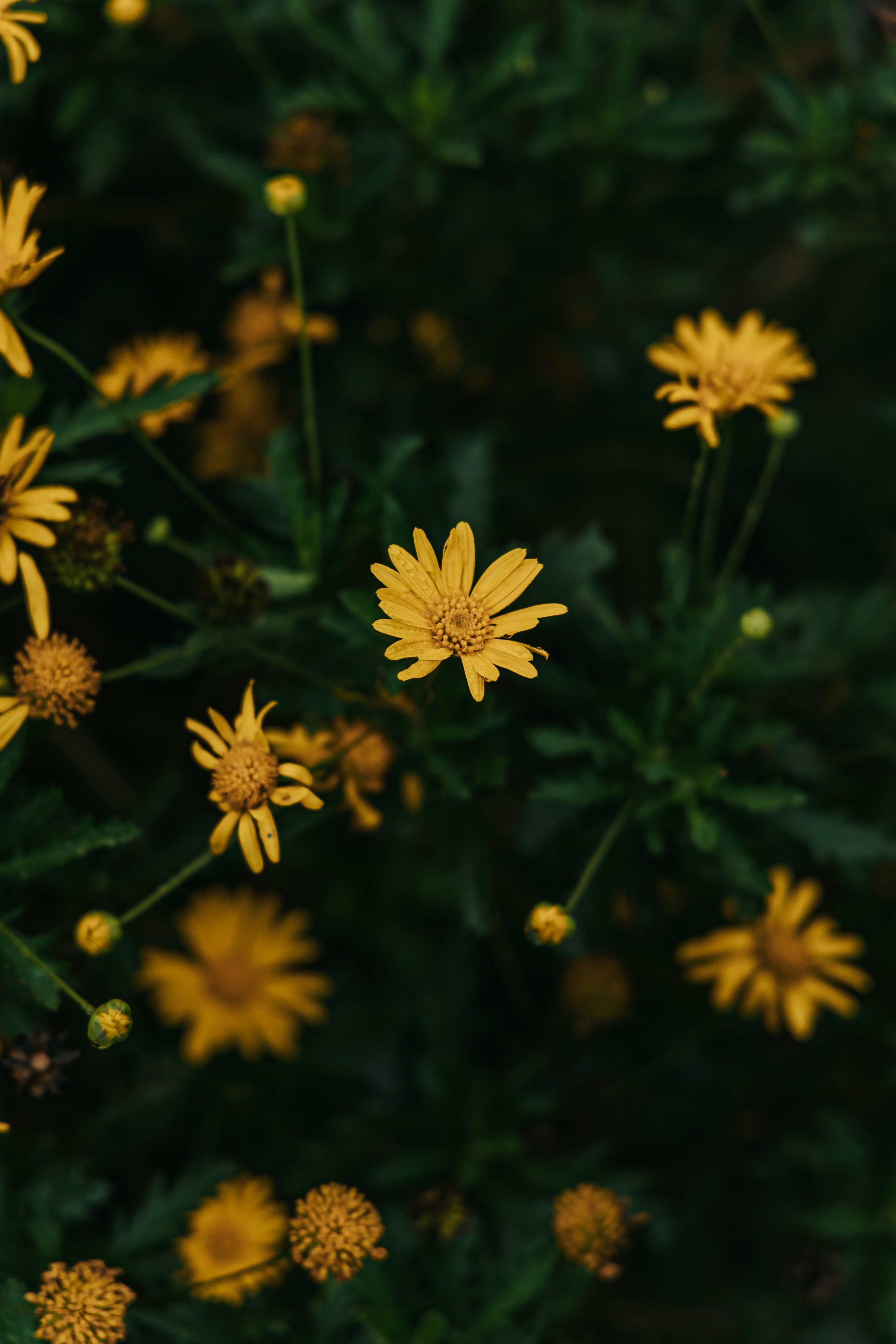 Photo by hieuanhcauam