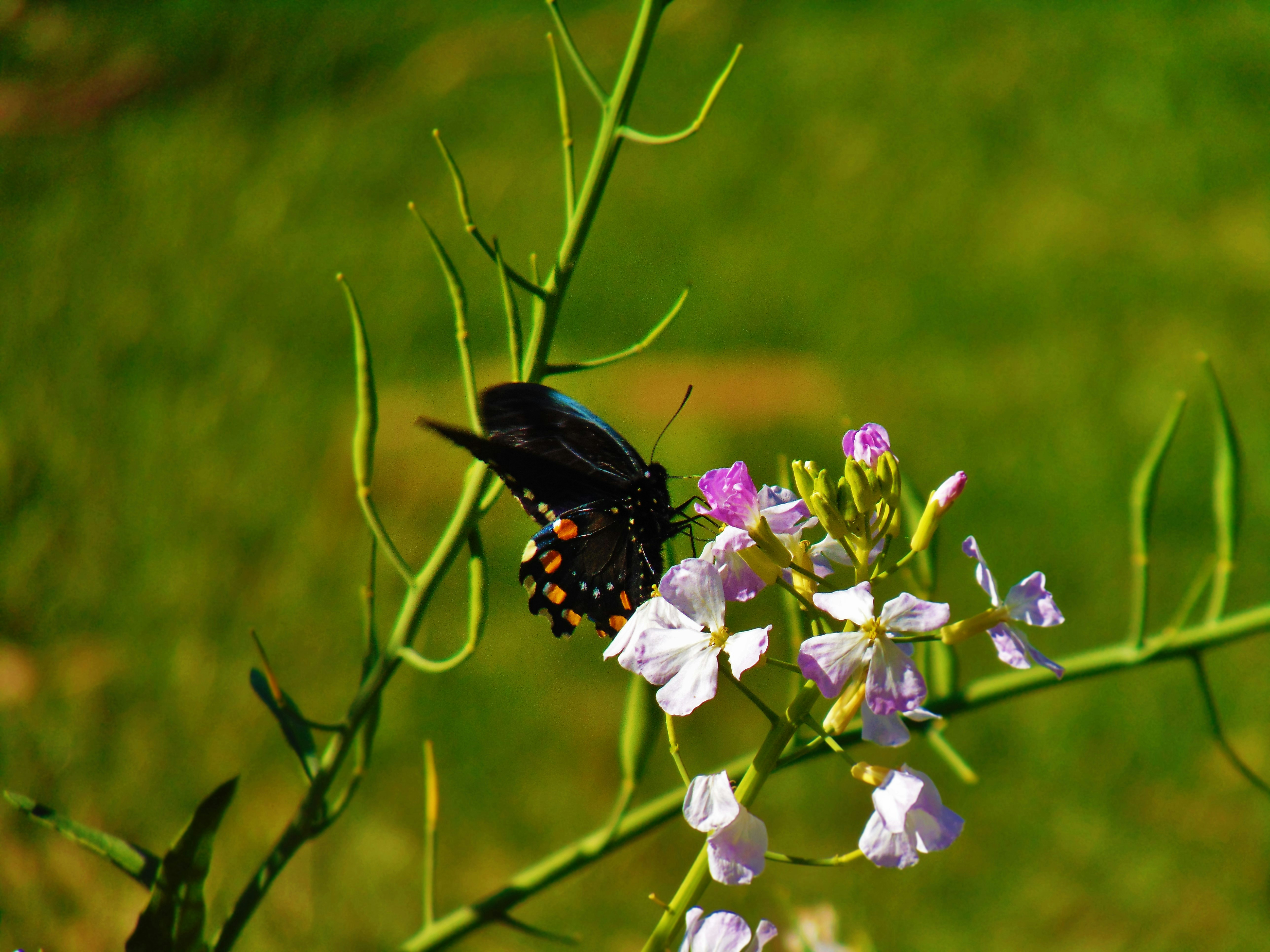 A butterfly perches on a colorful flower.