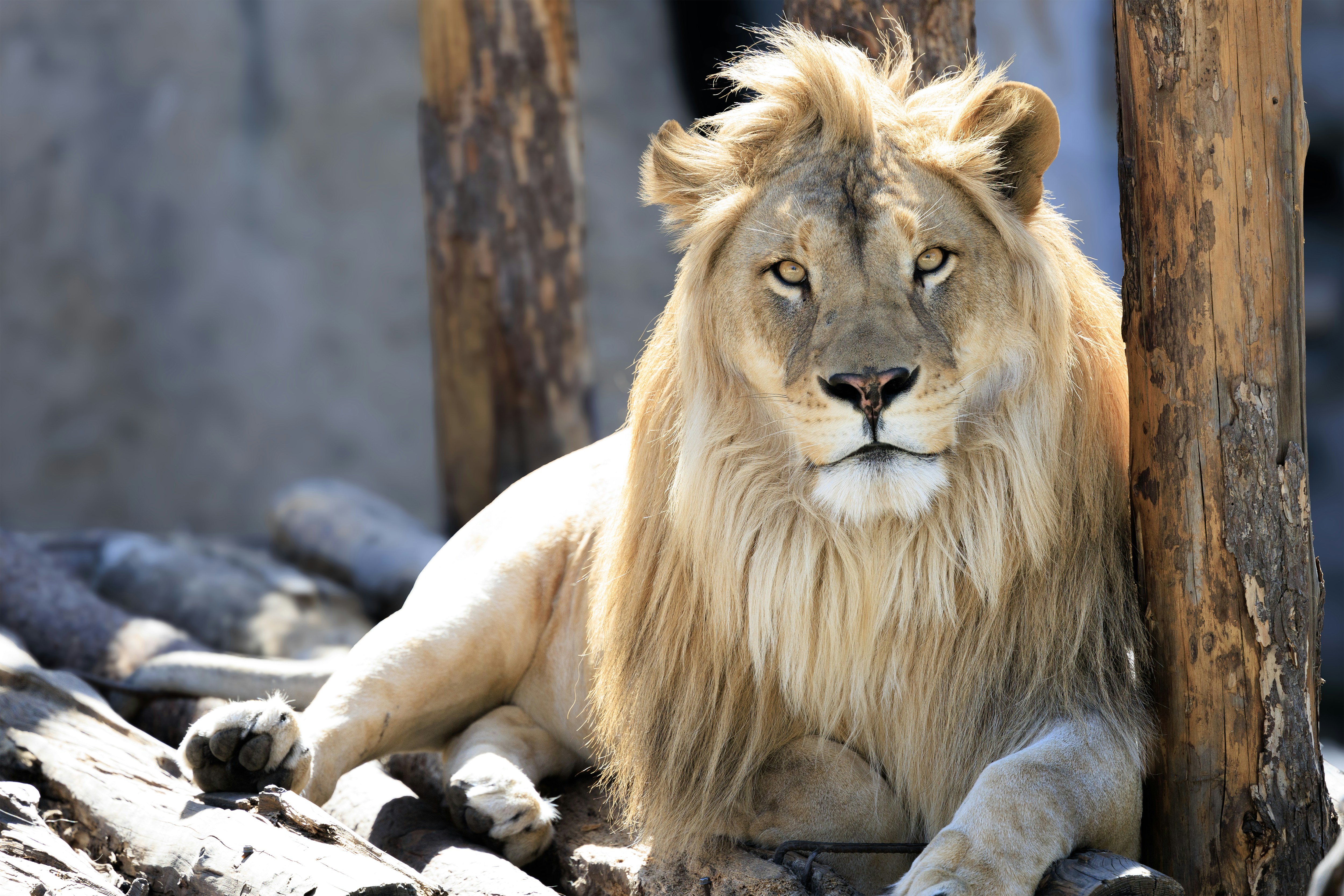 Photo by timothynblake