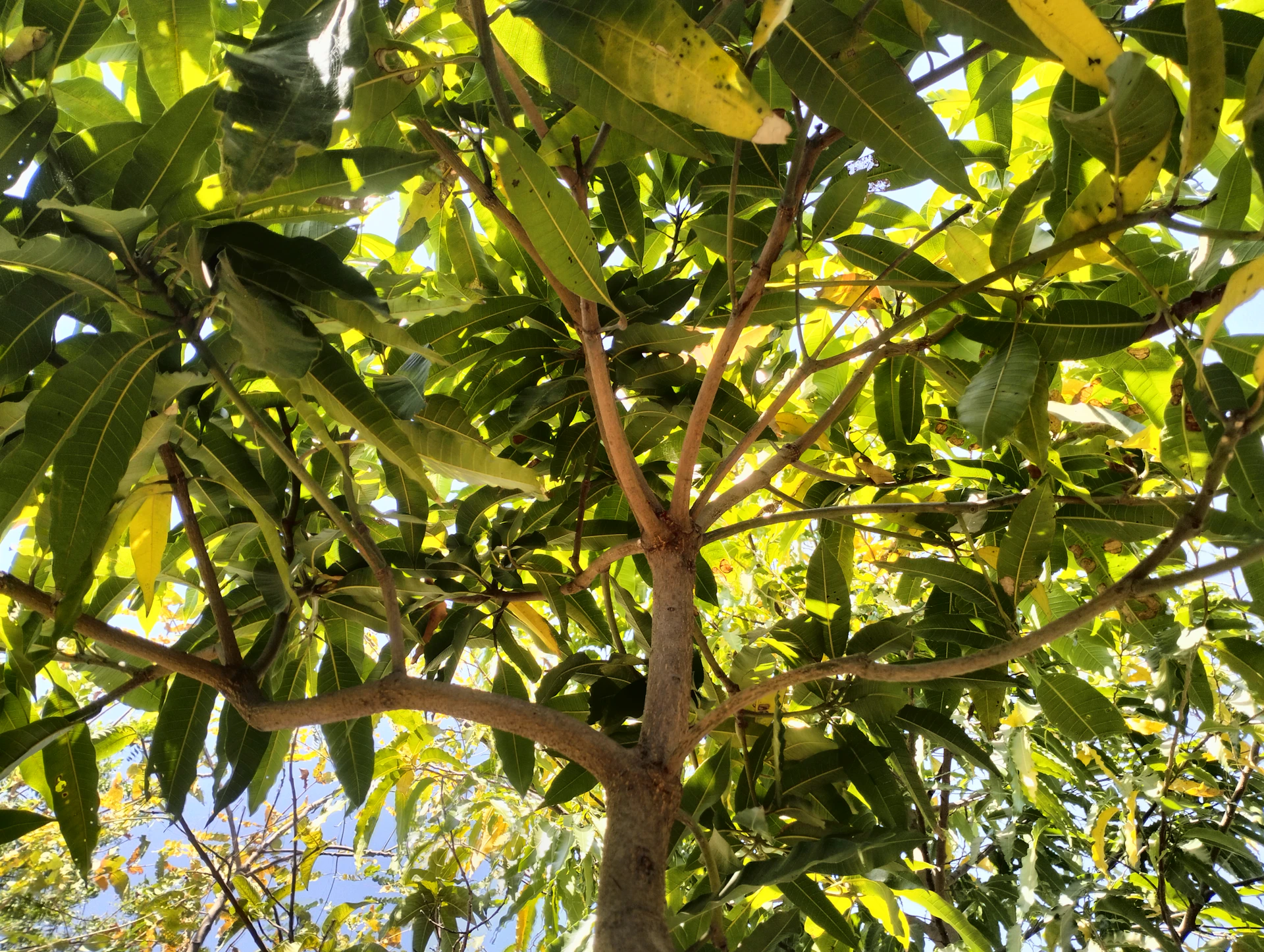 A view upward through a green mango tree.