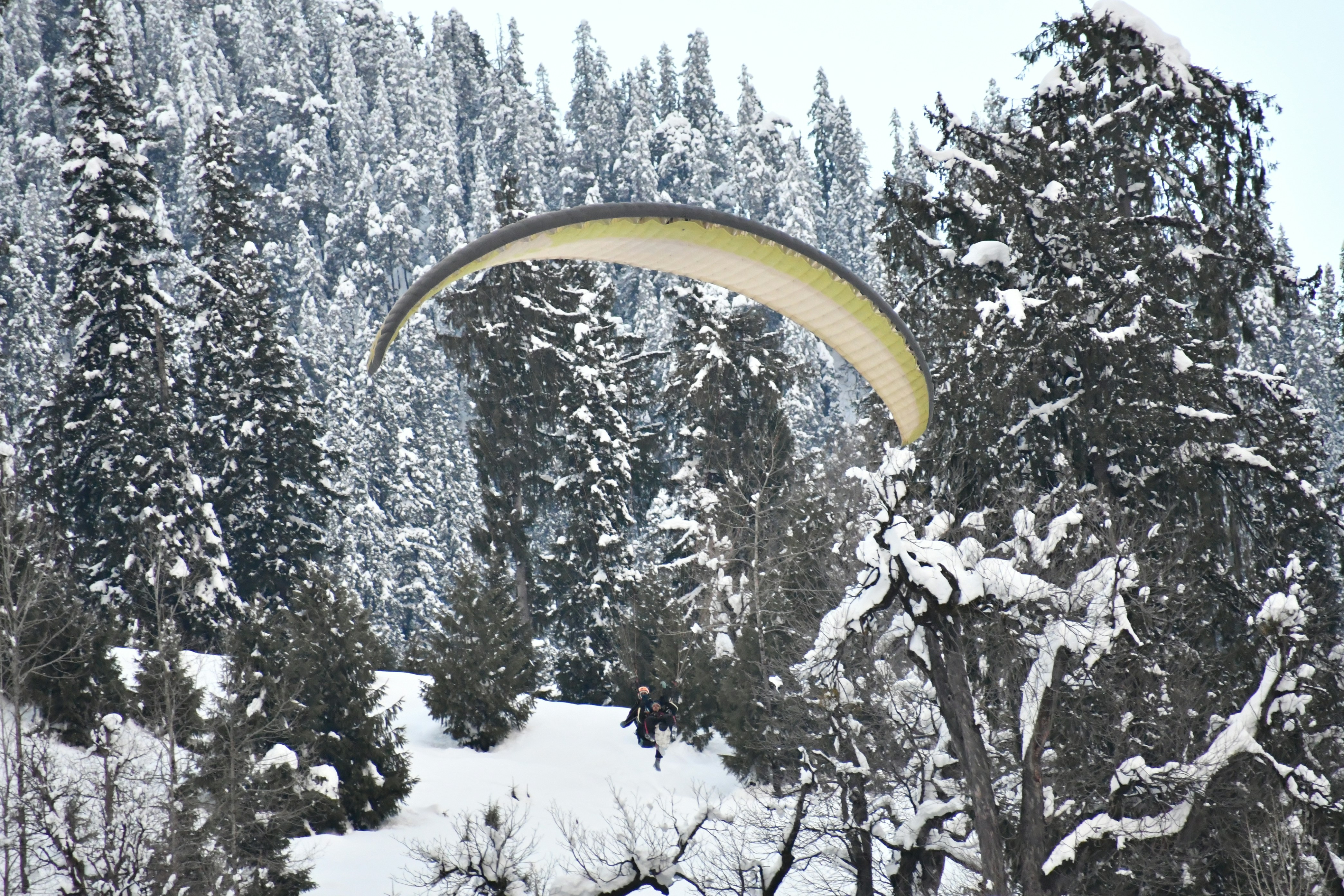 A paraglider soars above snow-covered trees.
