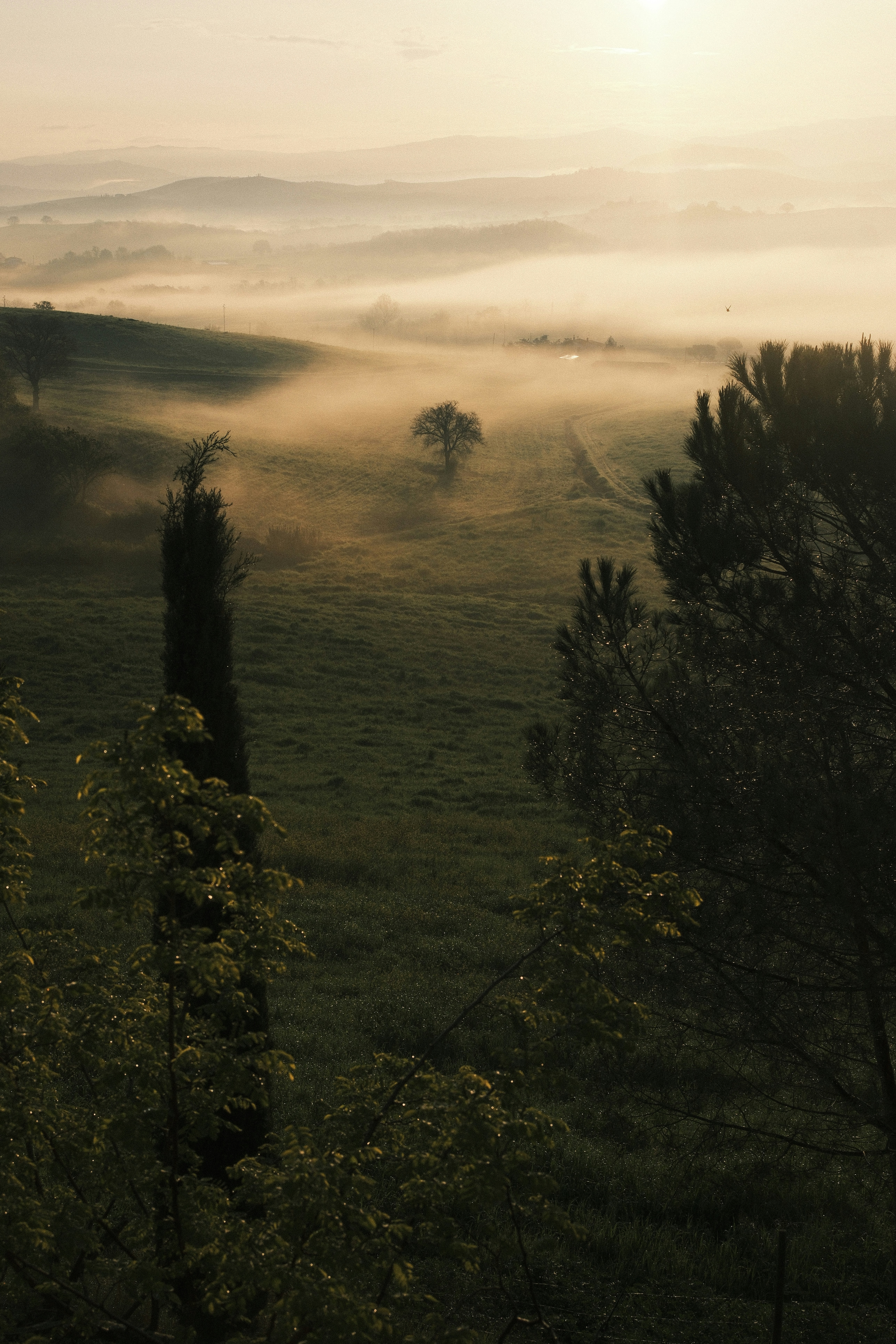 Misty morning landscape with trees in the countryside.
