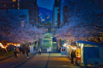 Cherry blossoms frame a city street at night.