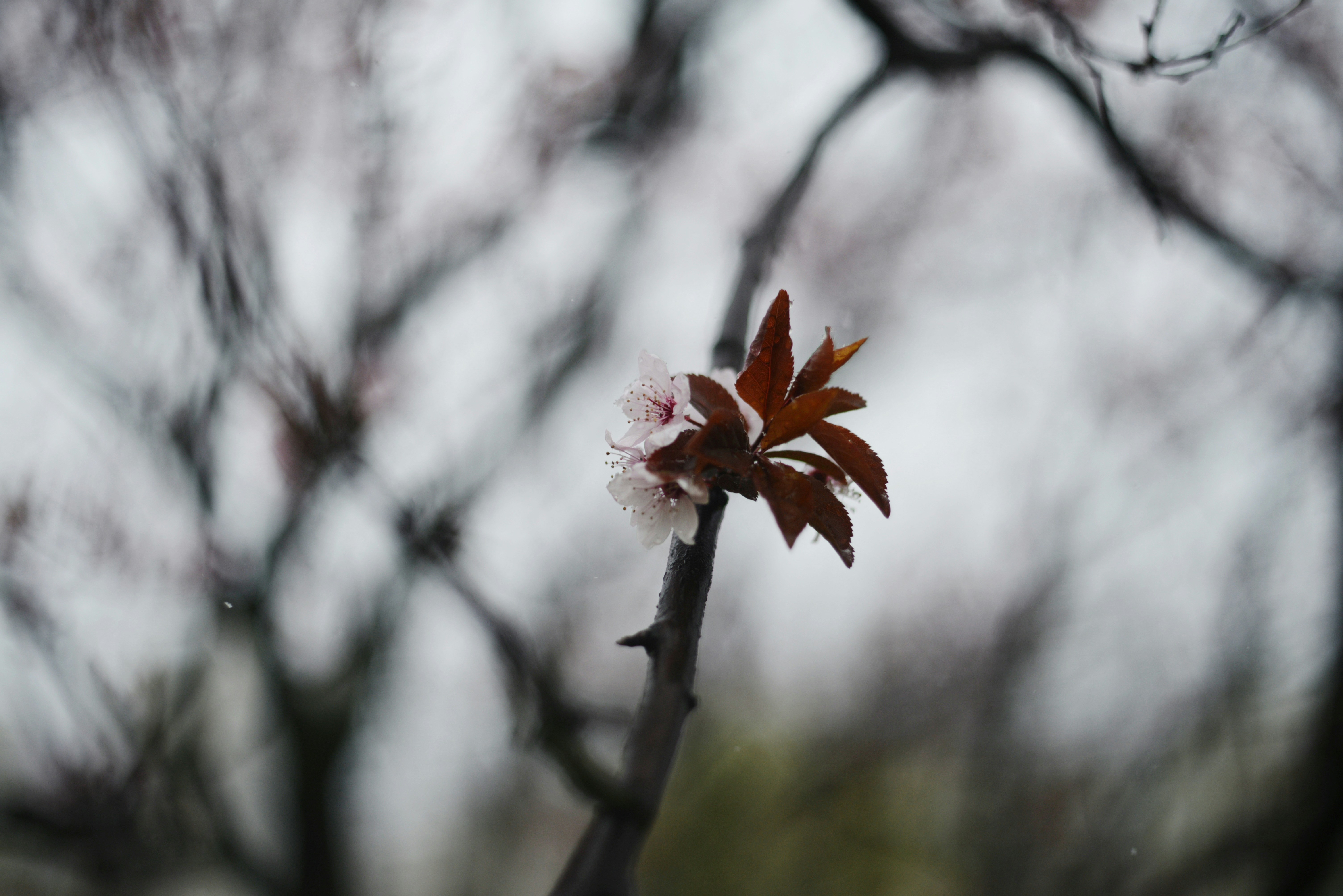 Photo by cherstve_pechivo