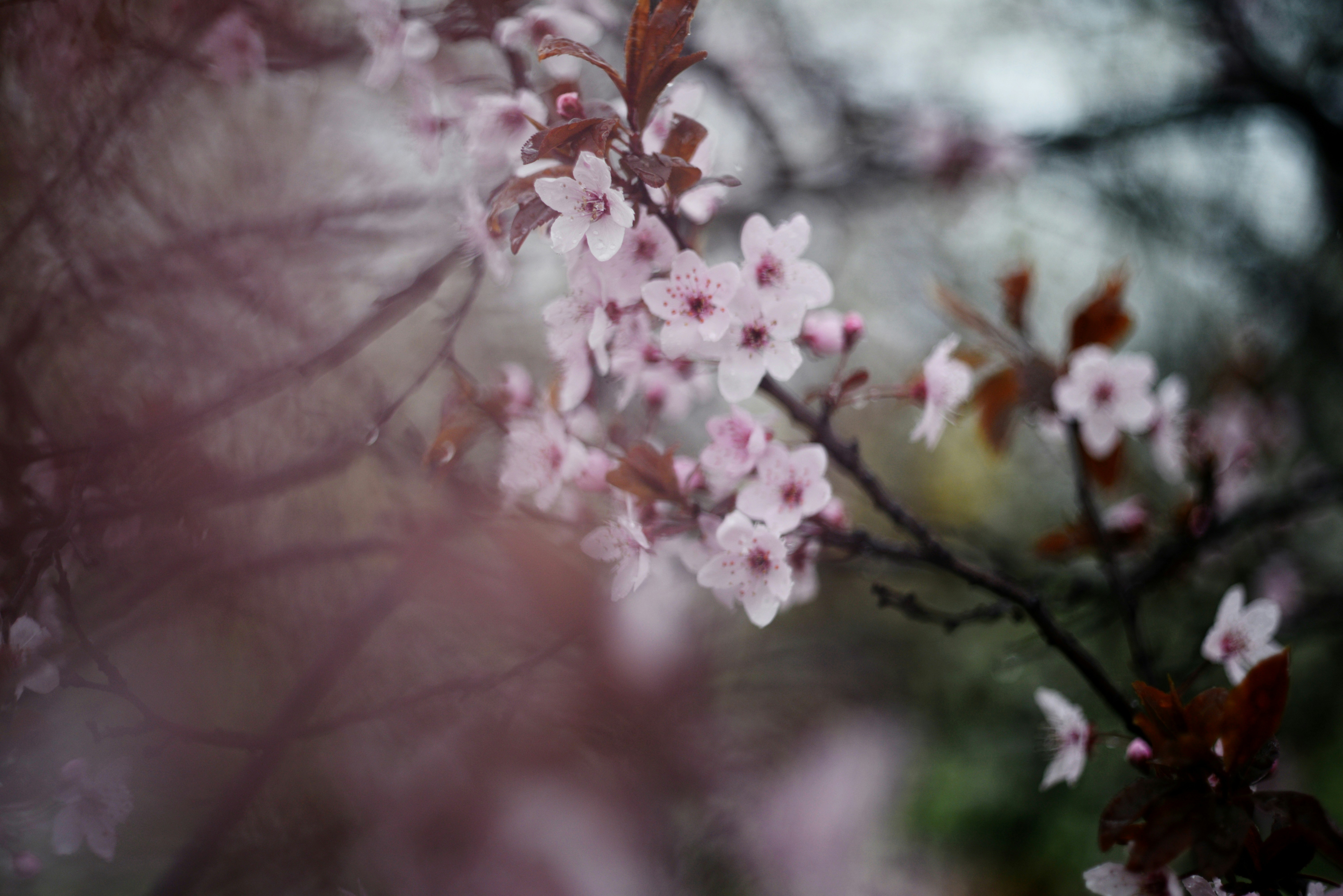 Photo by cherstve_pechivo