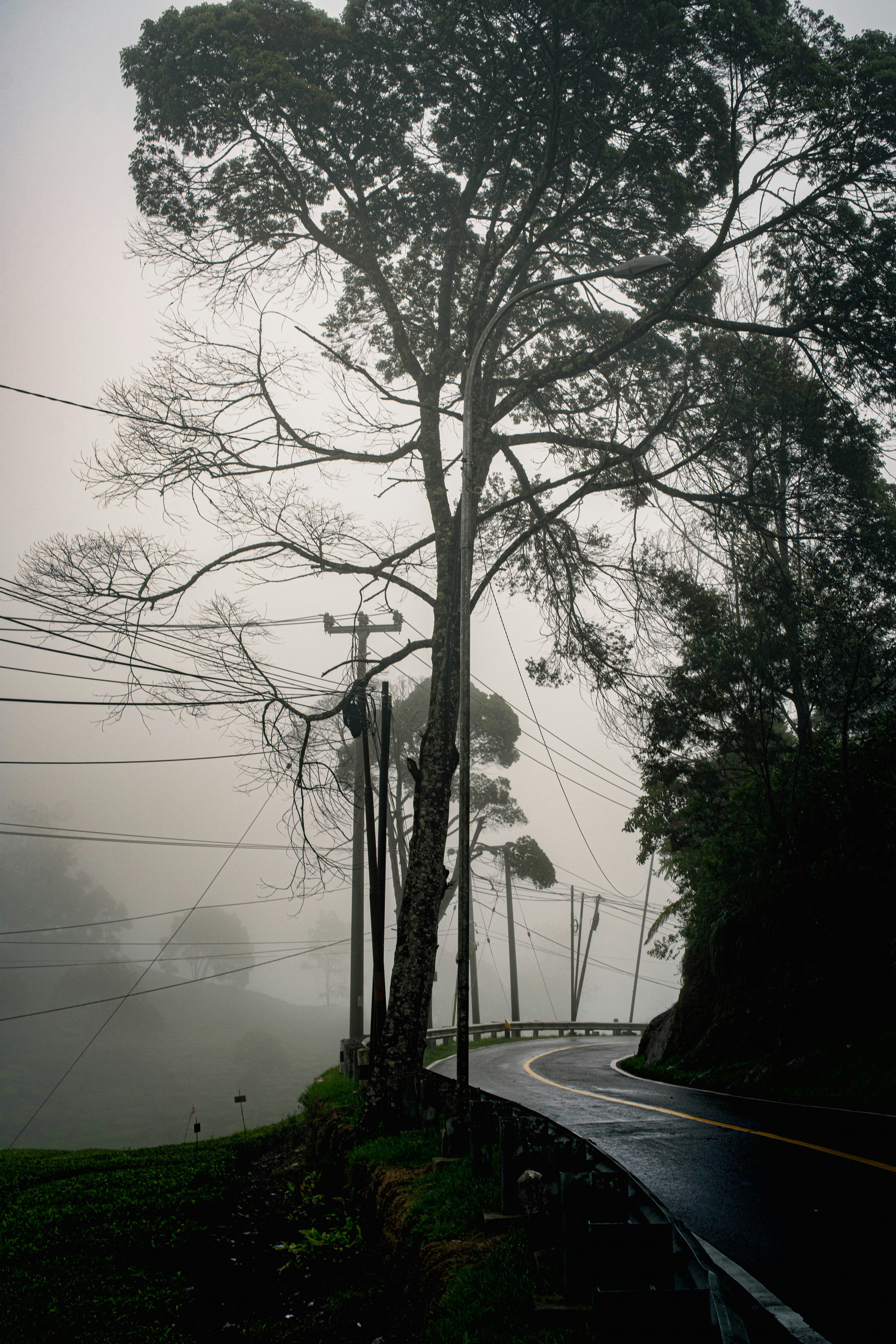 Jalan berkabut melengkung di sekitar pohon tinggi.