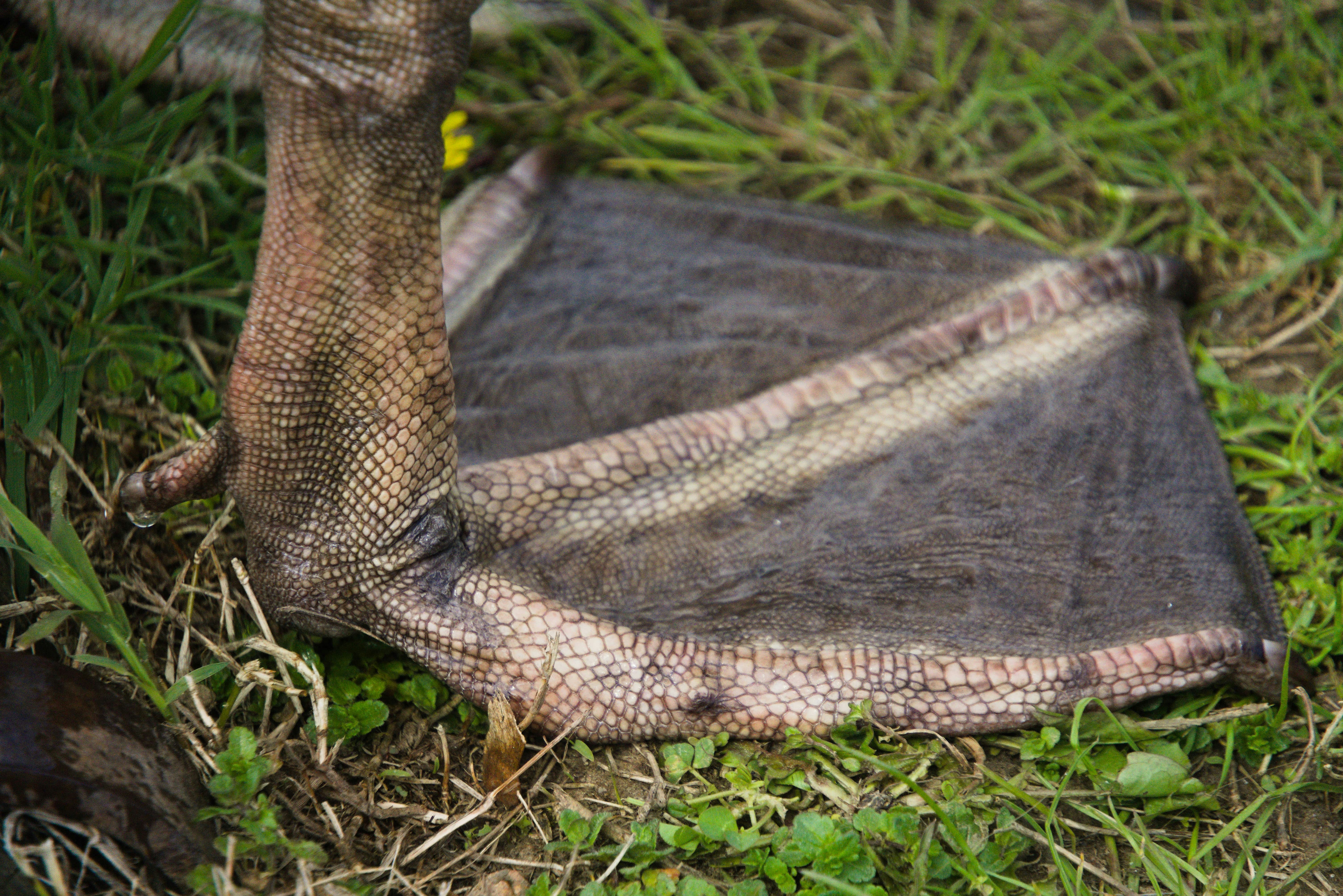 Here is a caption: a goose's webbed foot rests on grass.