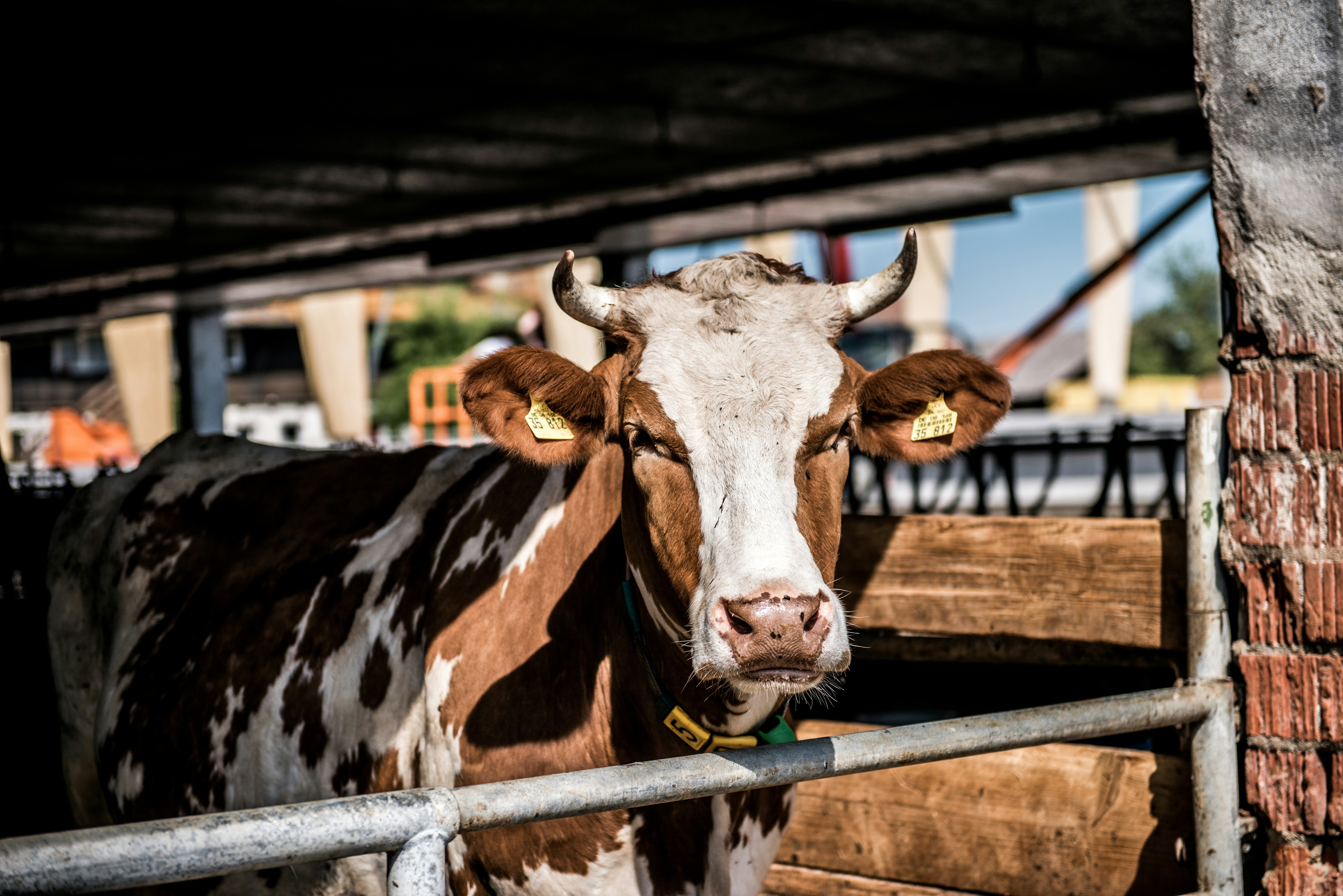 Pintura das Portas Internas do Celeiro, image size:3000x2002