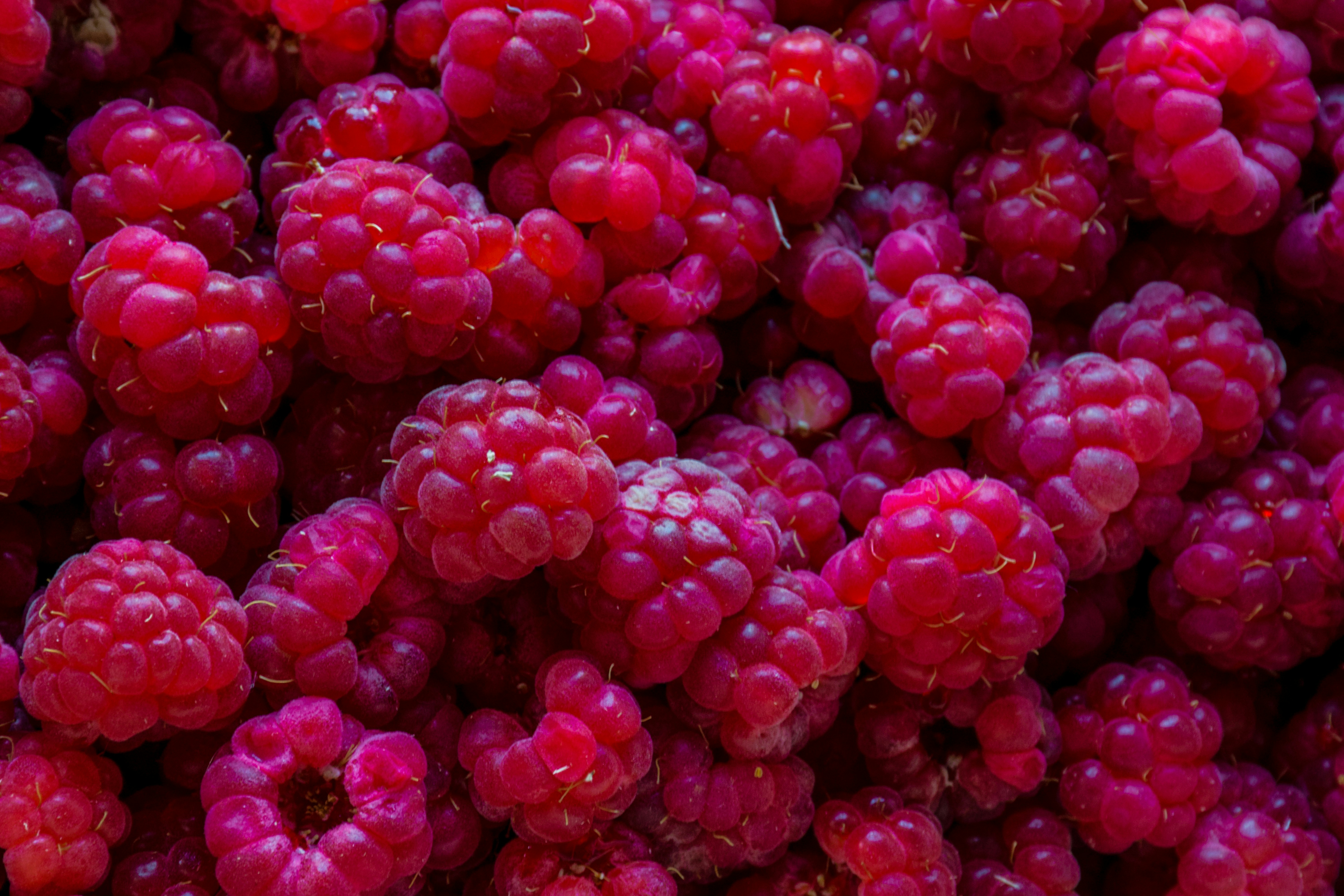 Fresh, vibrant, and juicy raspberries are piled up.