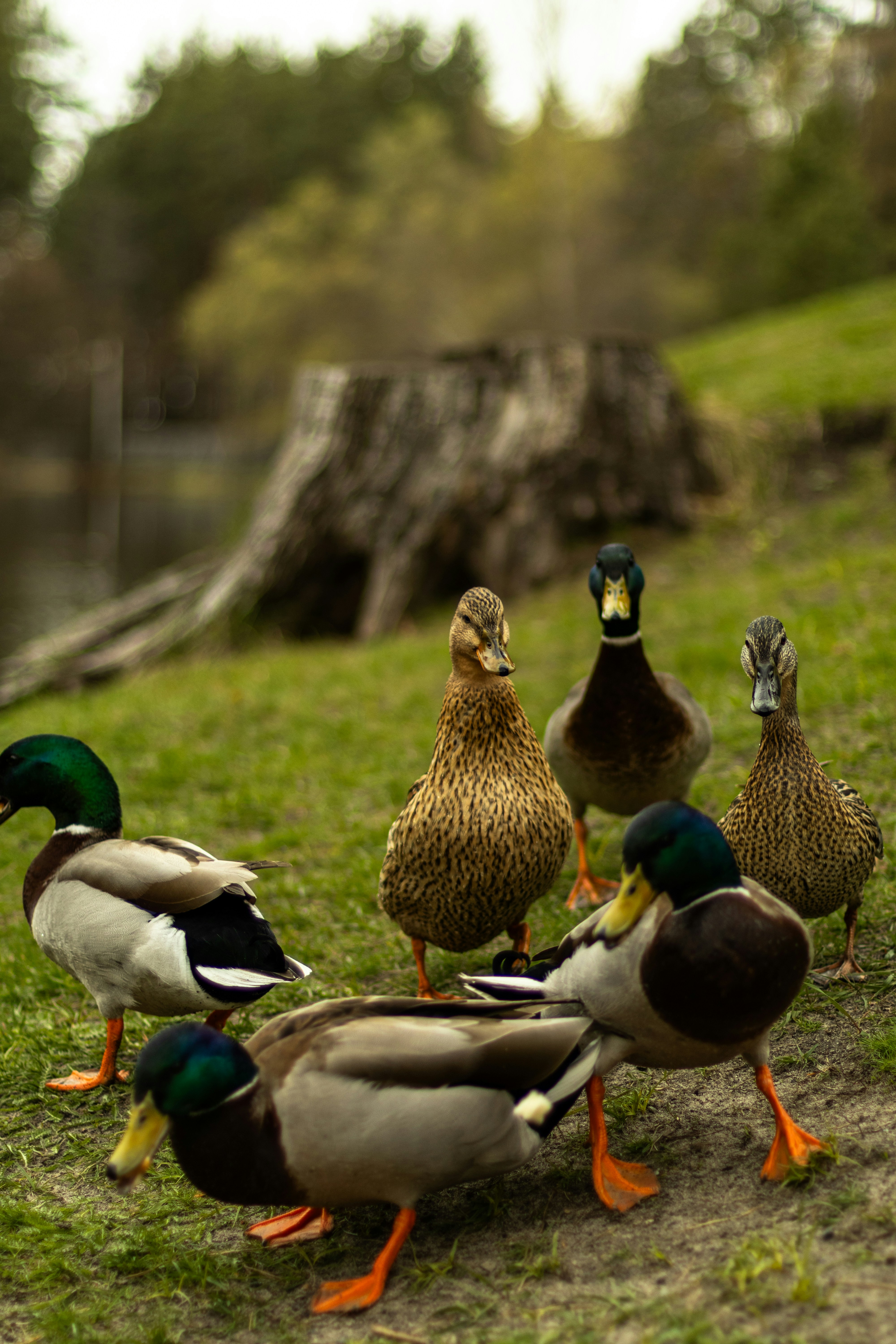 A group of ducks gather on the grass.