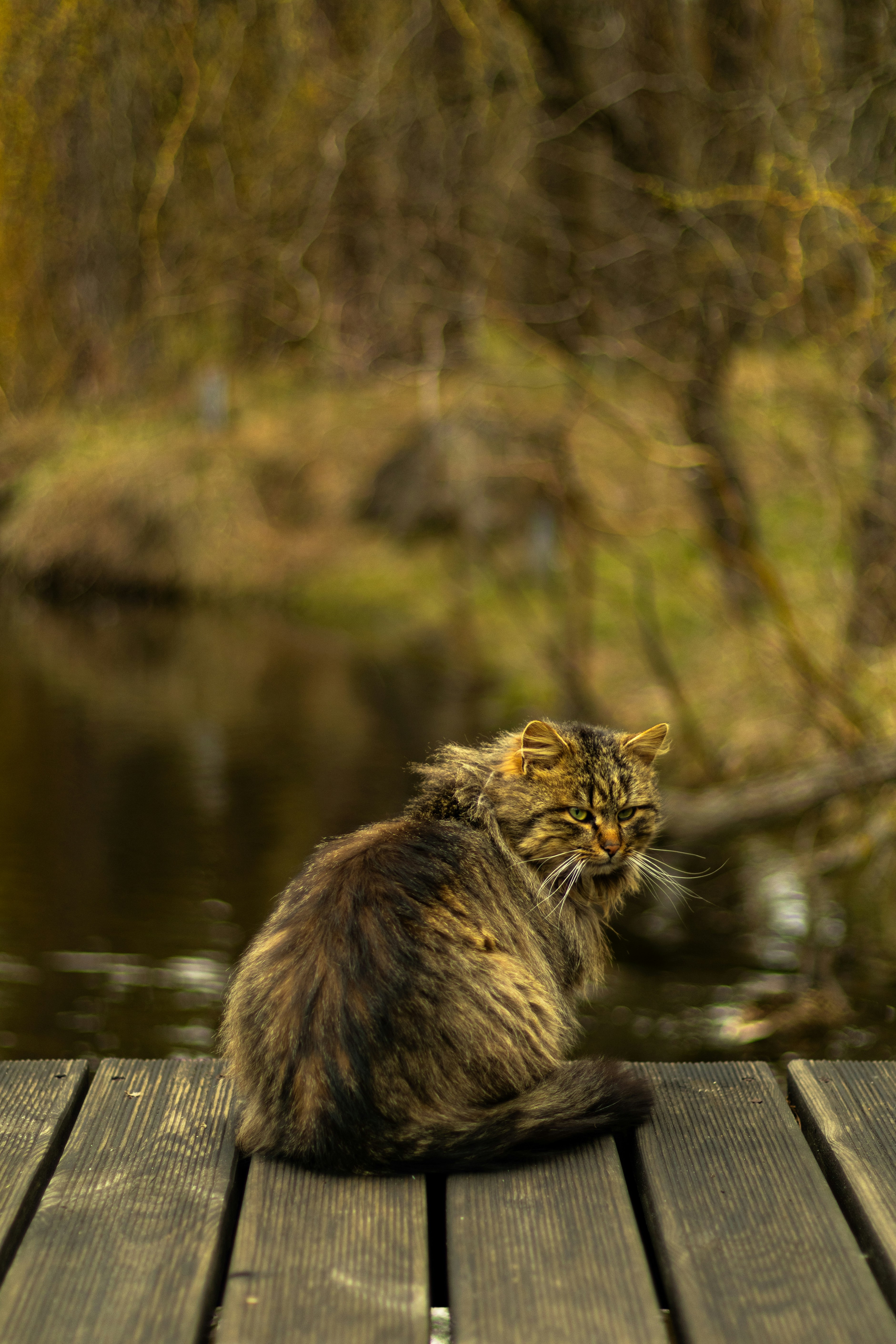 Fishing Cat: Icy Rivers’ Stealthy Swimmer (image credits: unsplash)