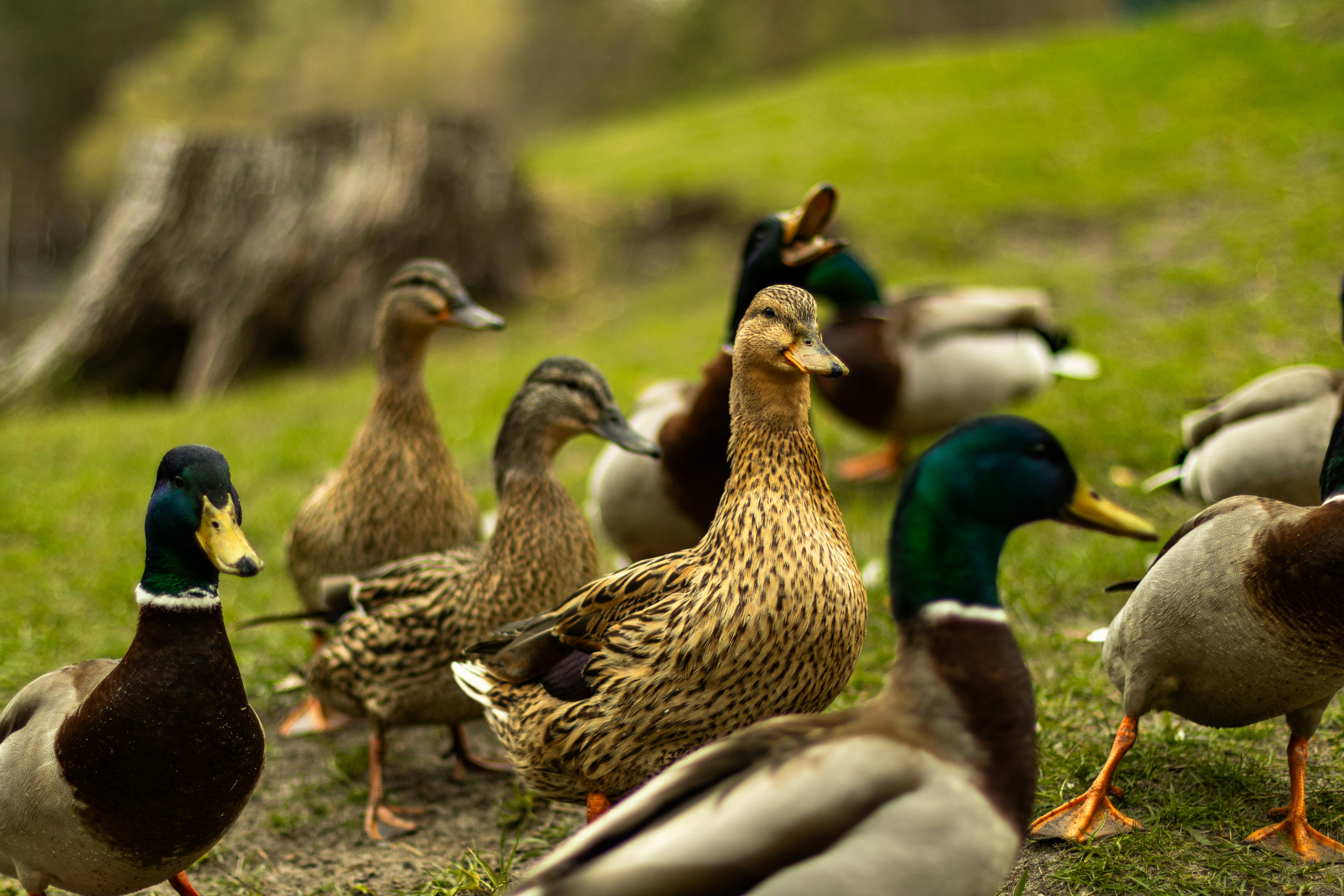 Photo by anyutakejbalo