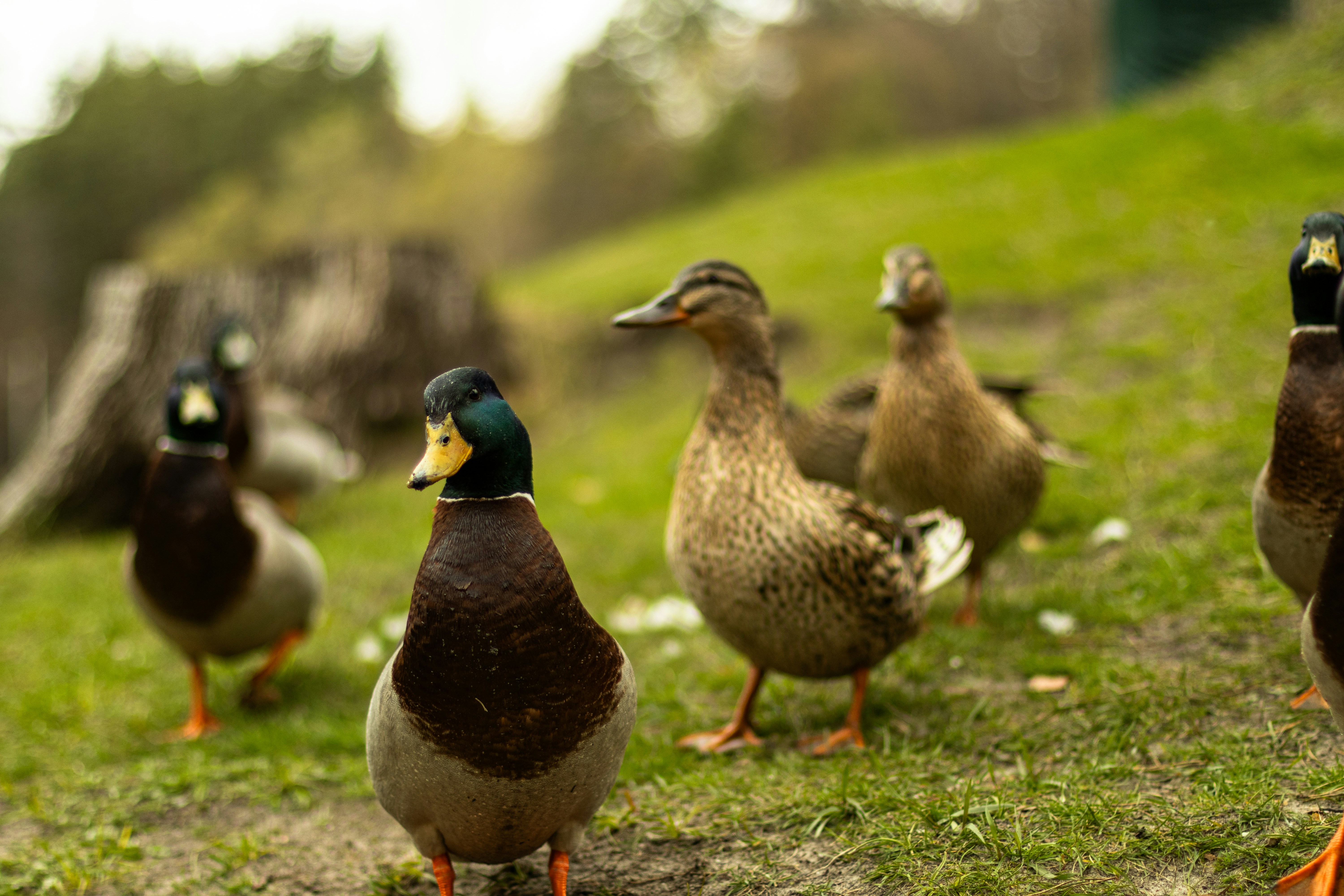 Photo by anyutakejbalo