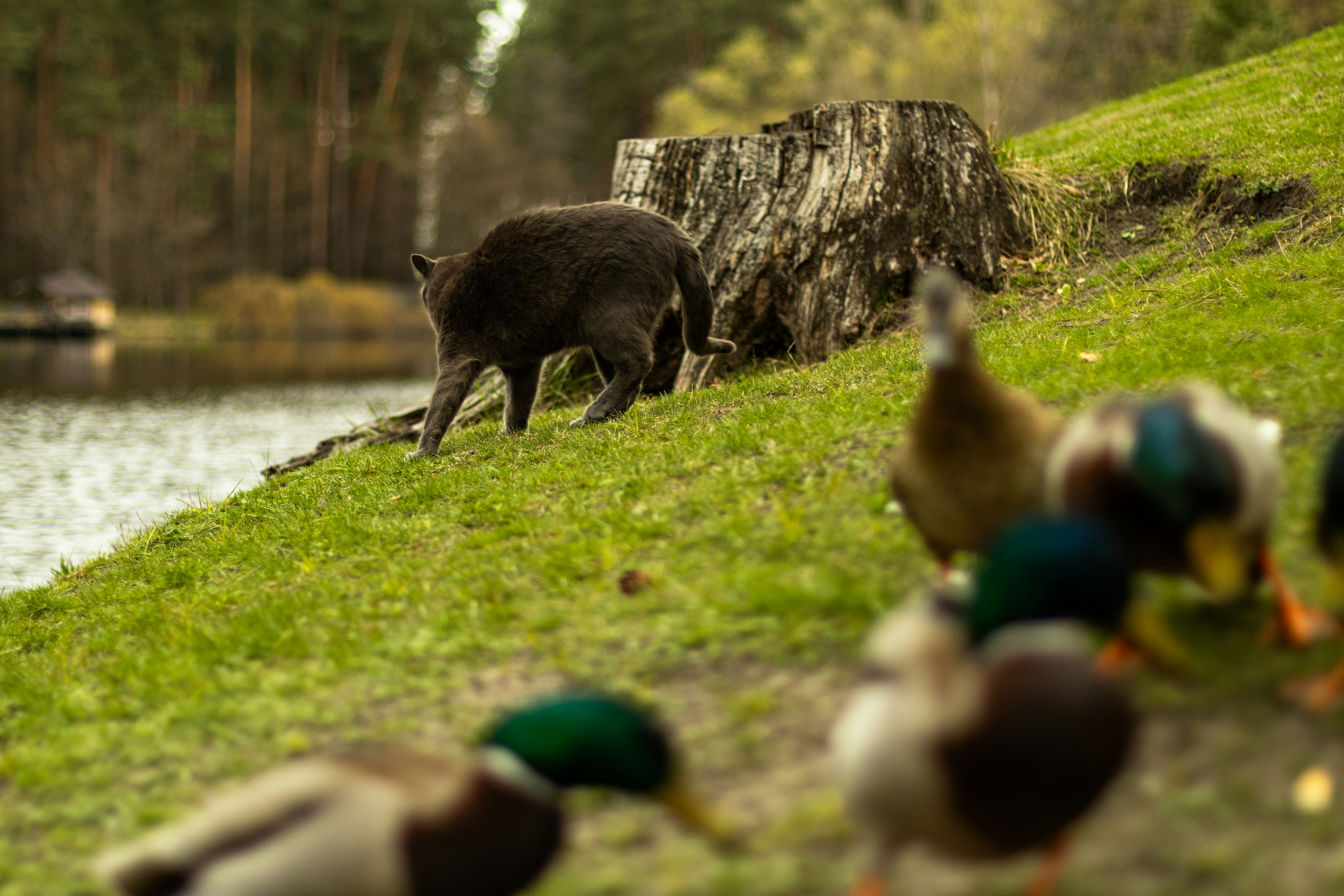 A cat walks near ducks on the grass.