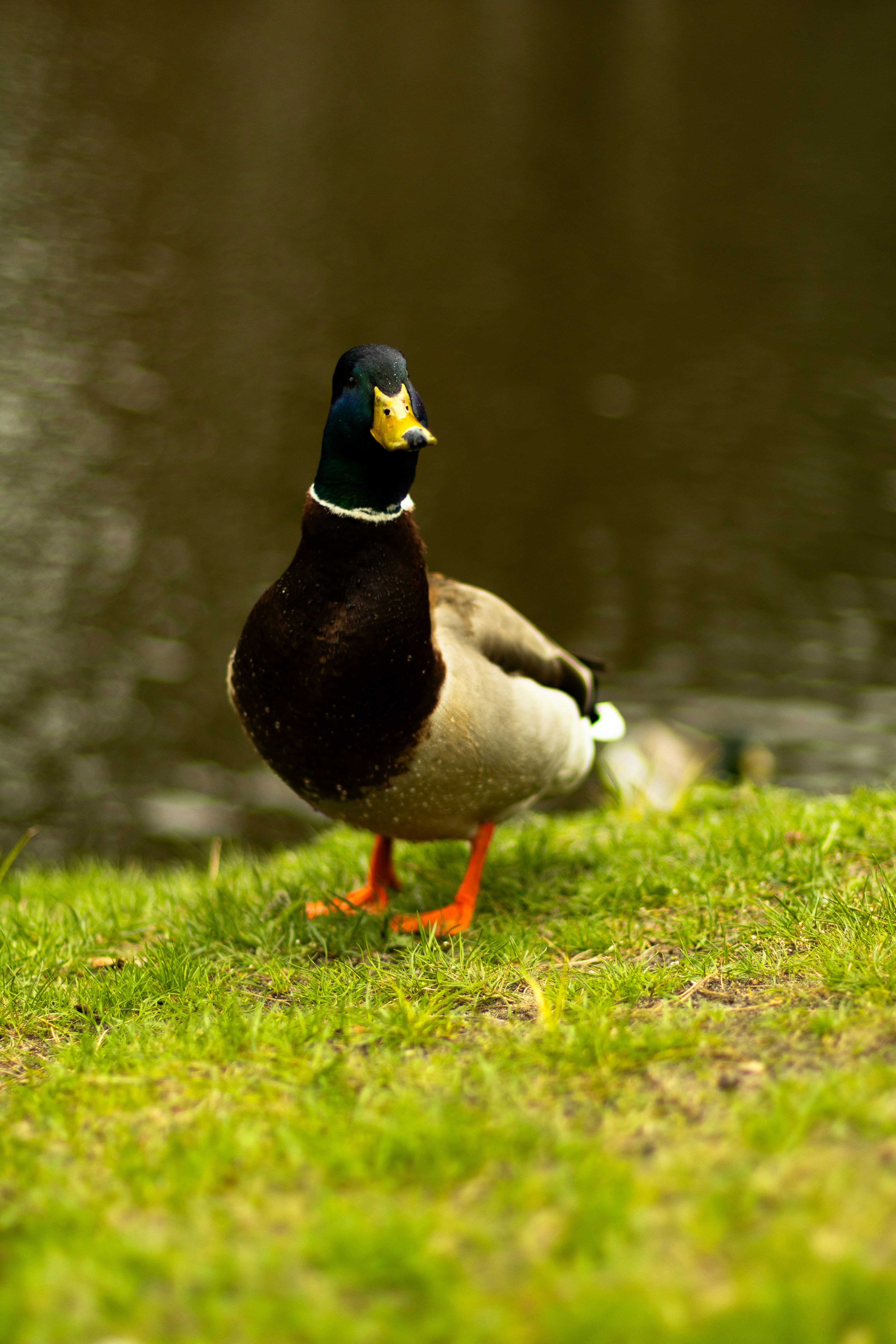 Photo by anyutakejbalo