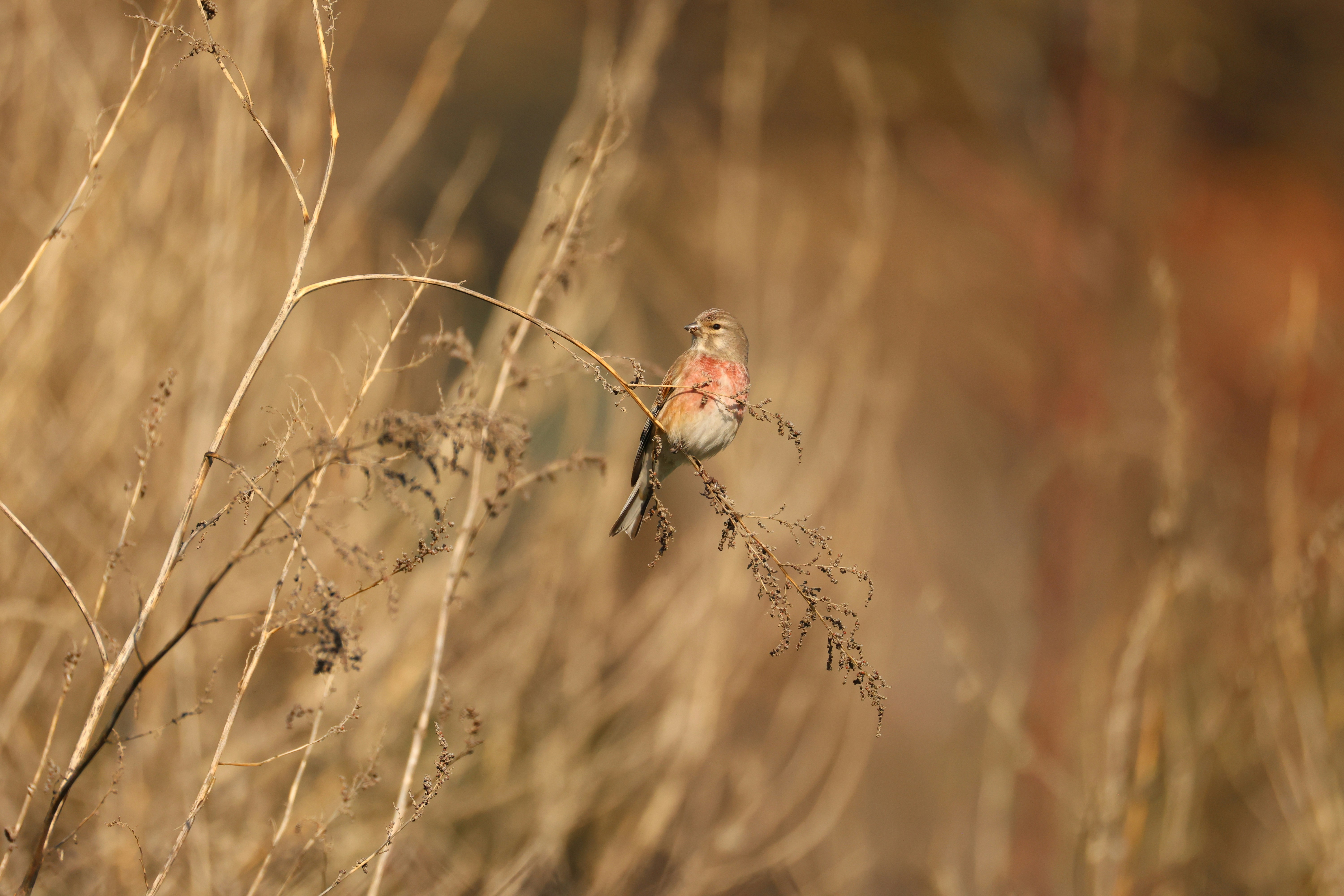 Photo by pavlo_bodnar