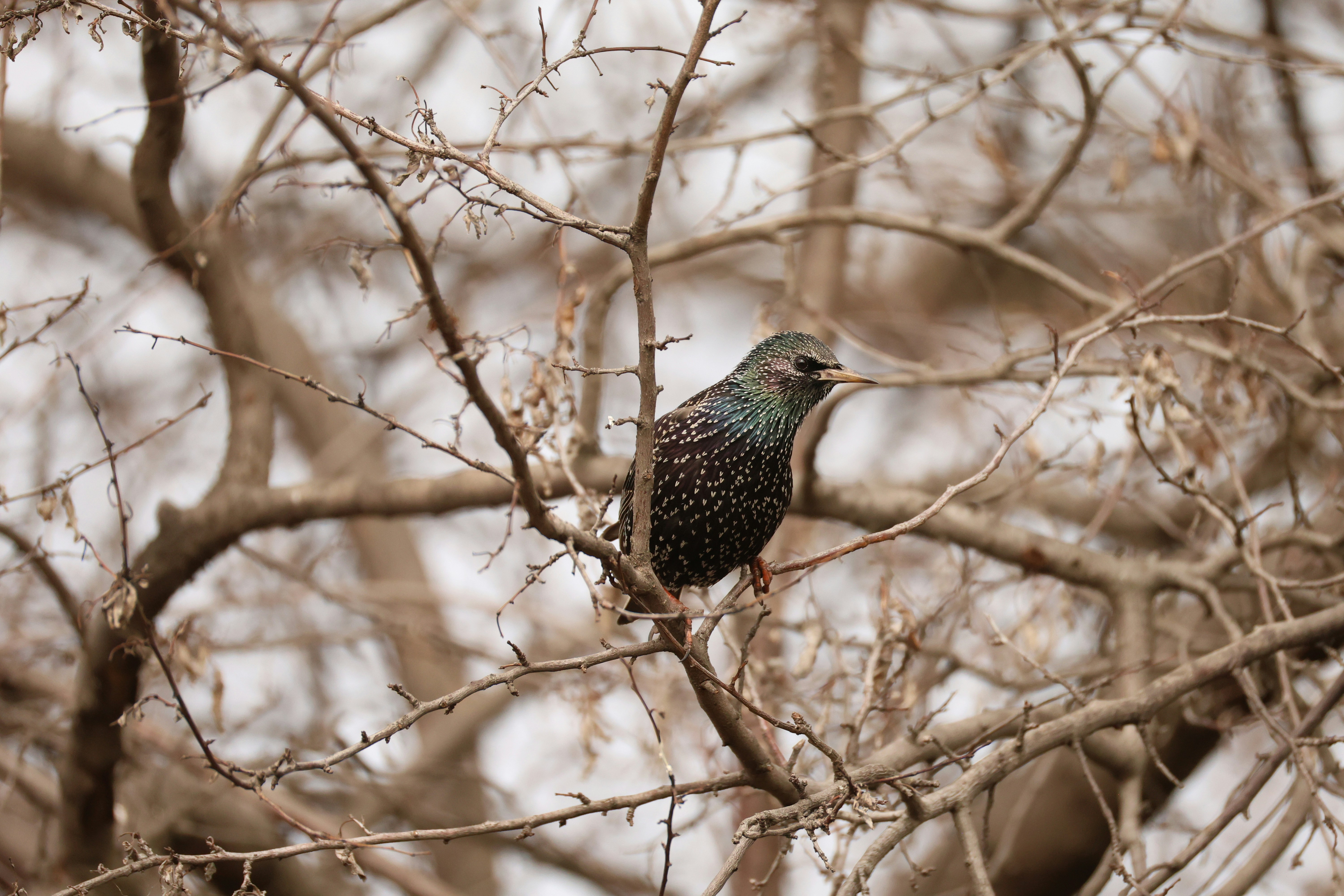 Photo by pavlo_bodnar