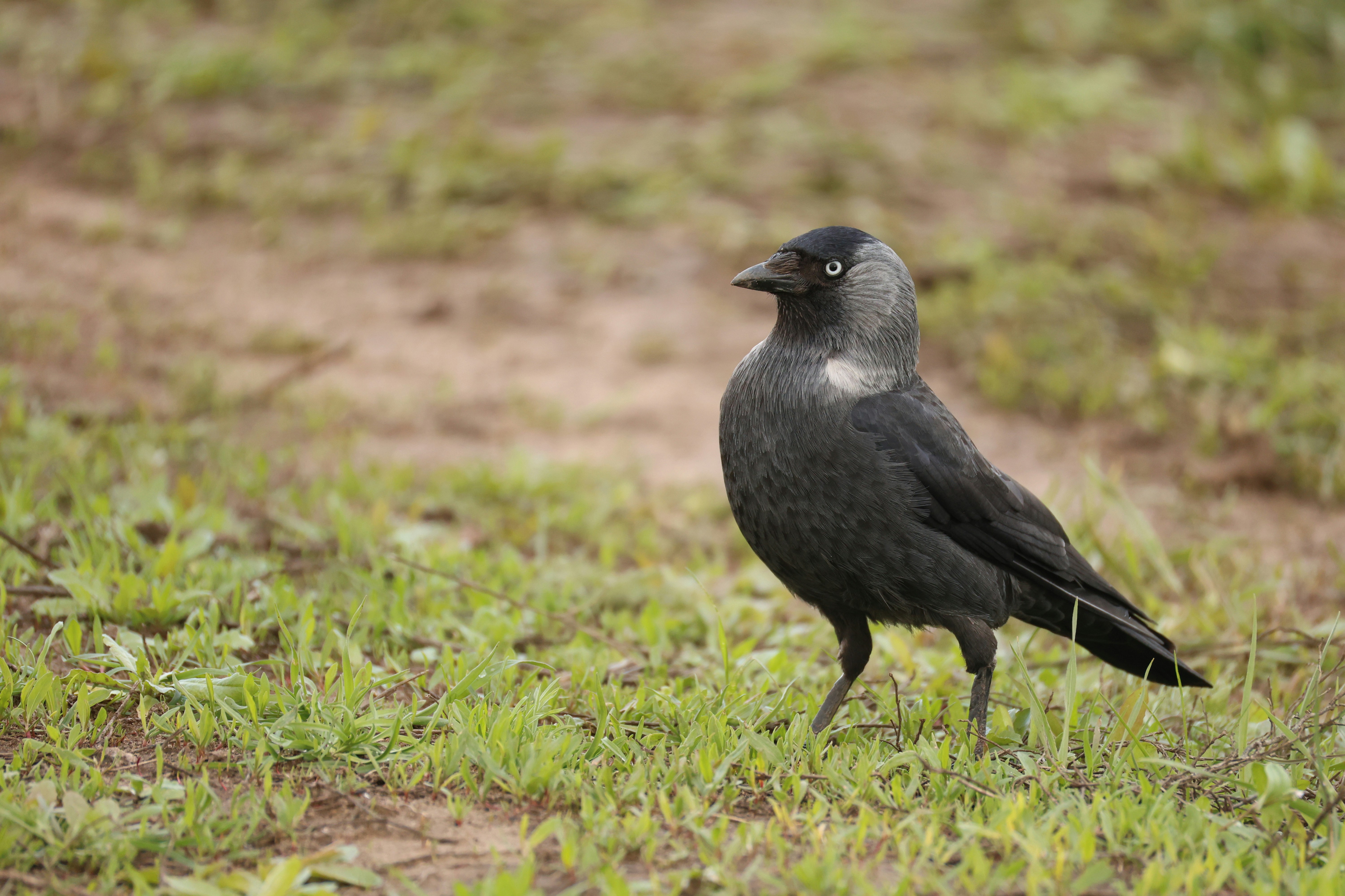 Photo by pavlo_bodnar