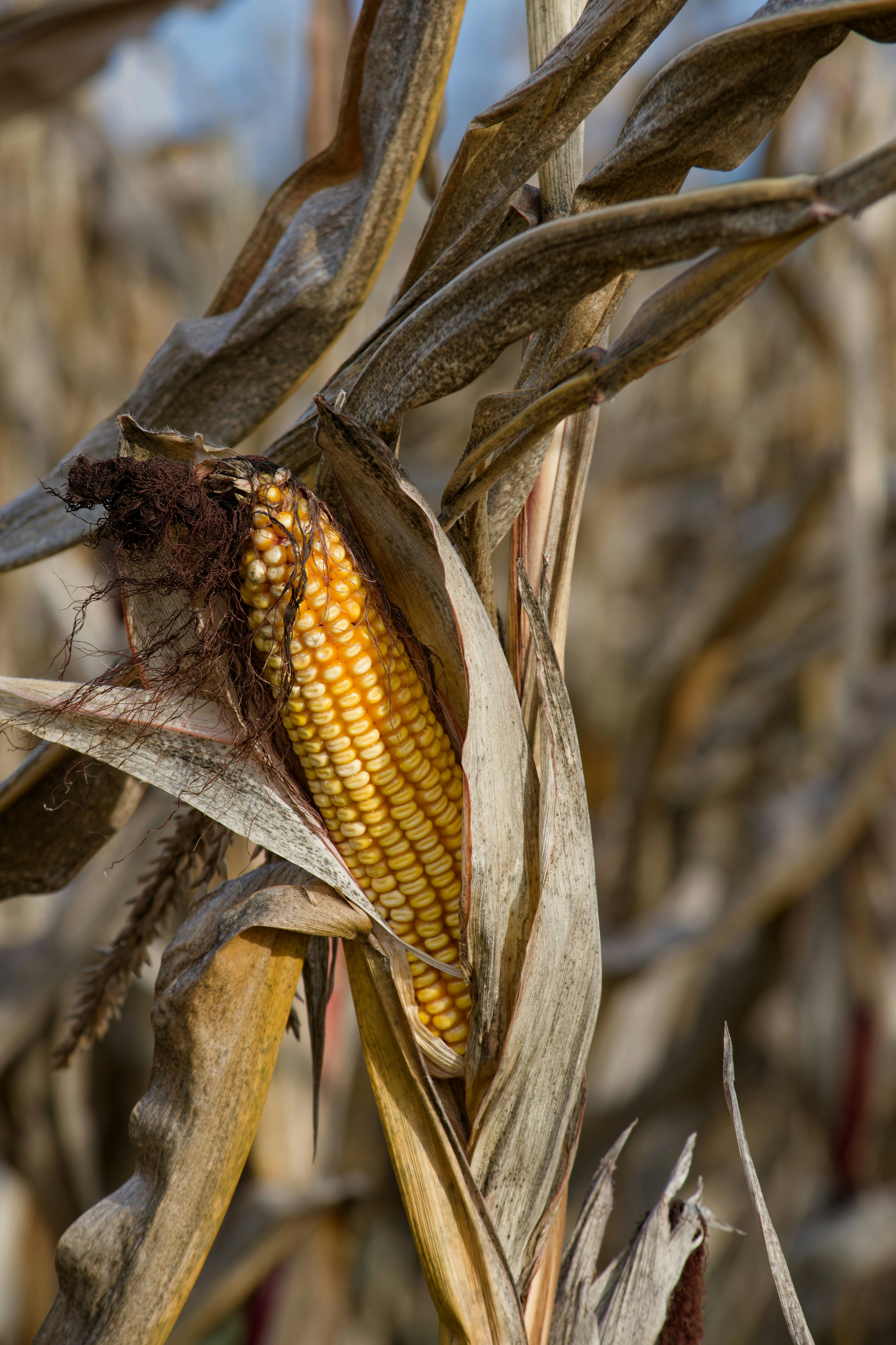 Photo by designbytholen