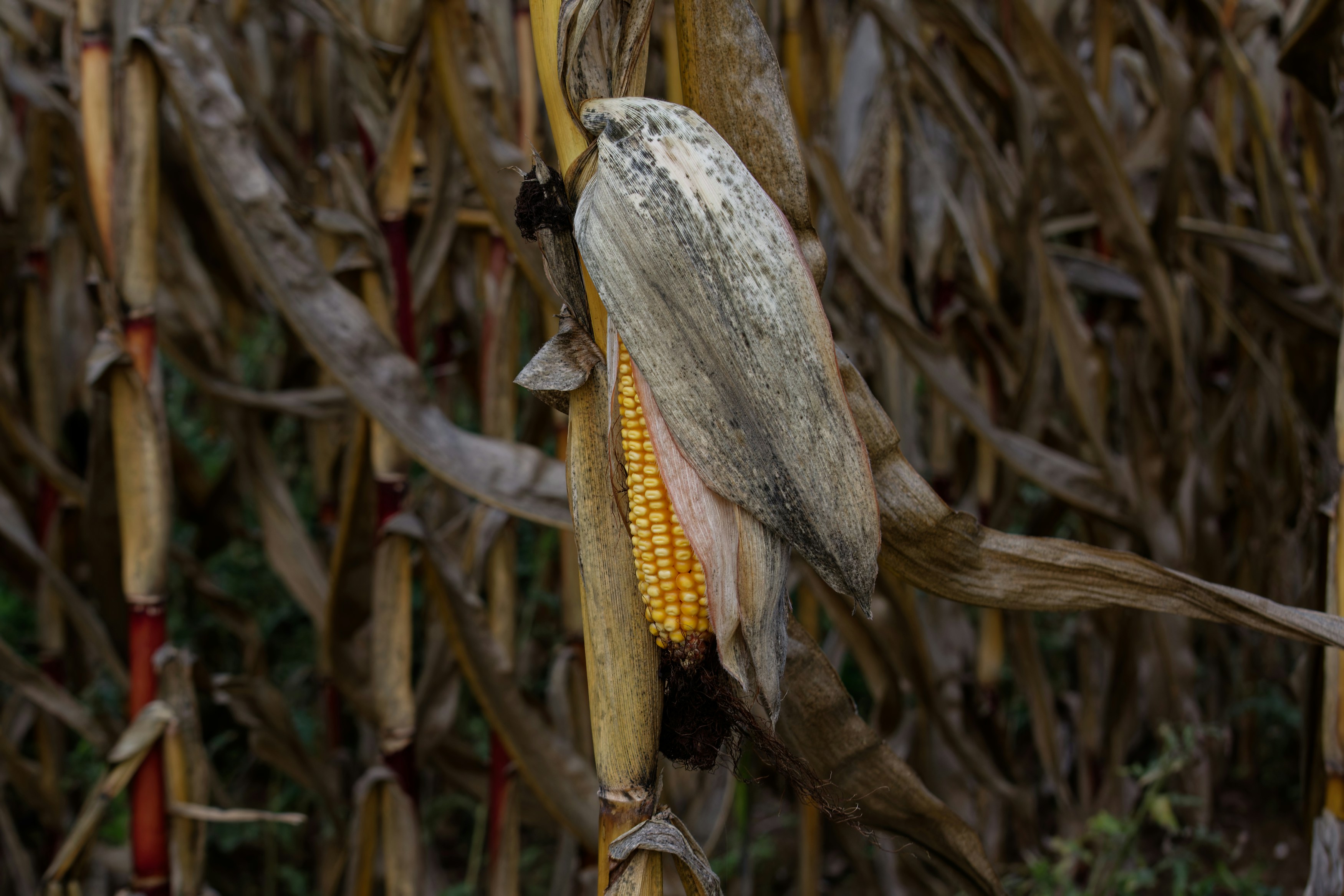 Photo by designbytholen