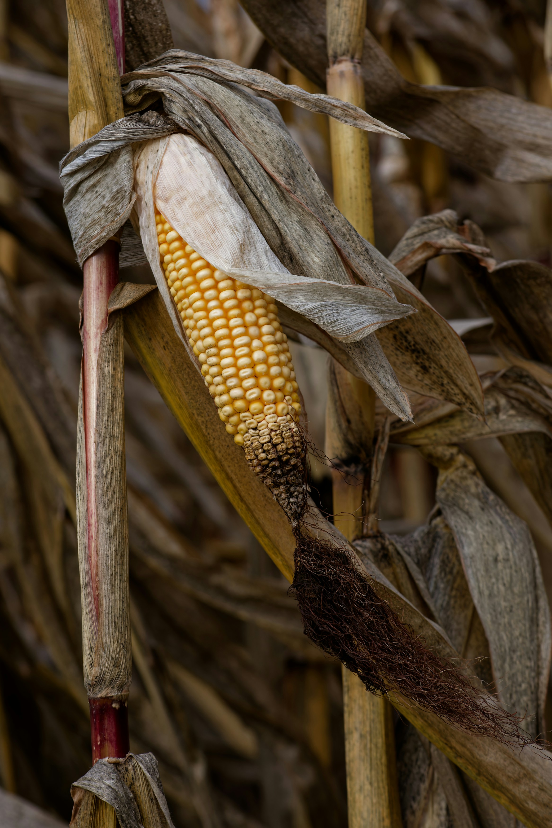 Photo by designbytholen