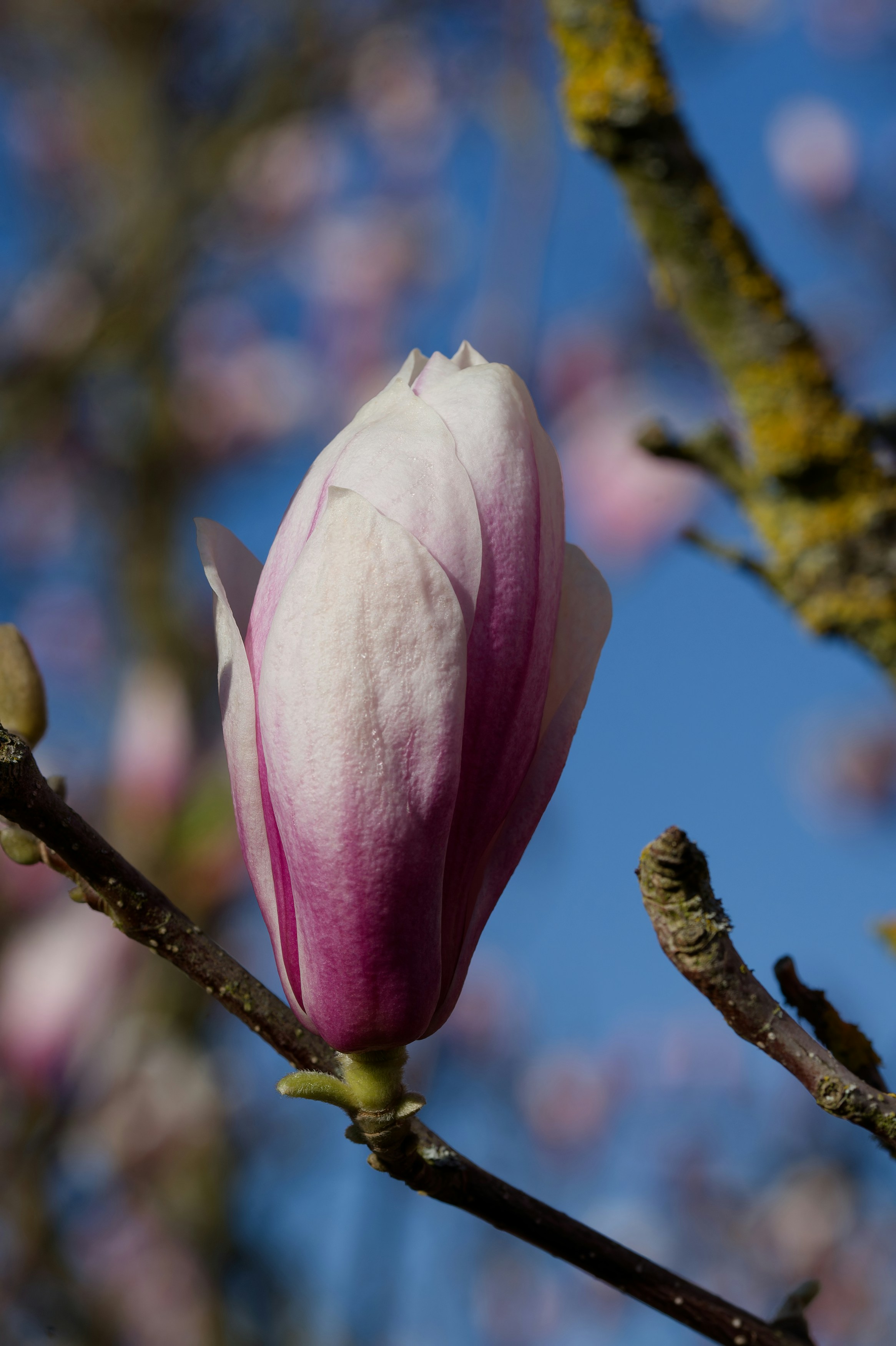 Photo by designbytholen