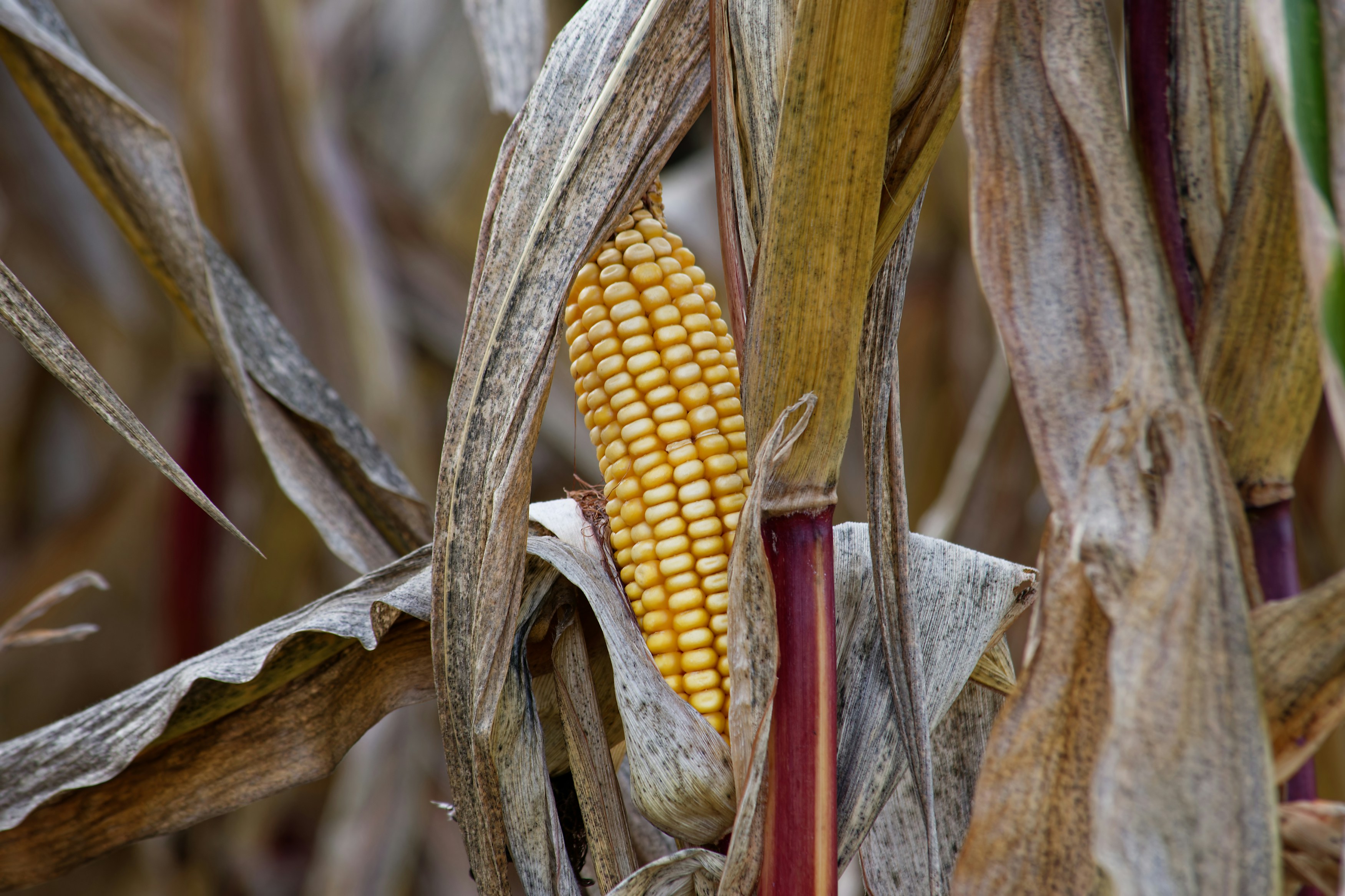 Photo by designbytholen