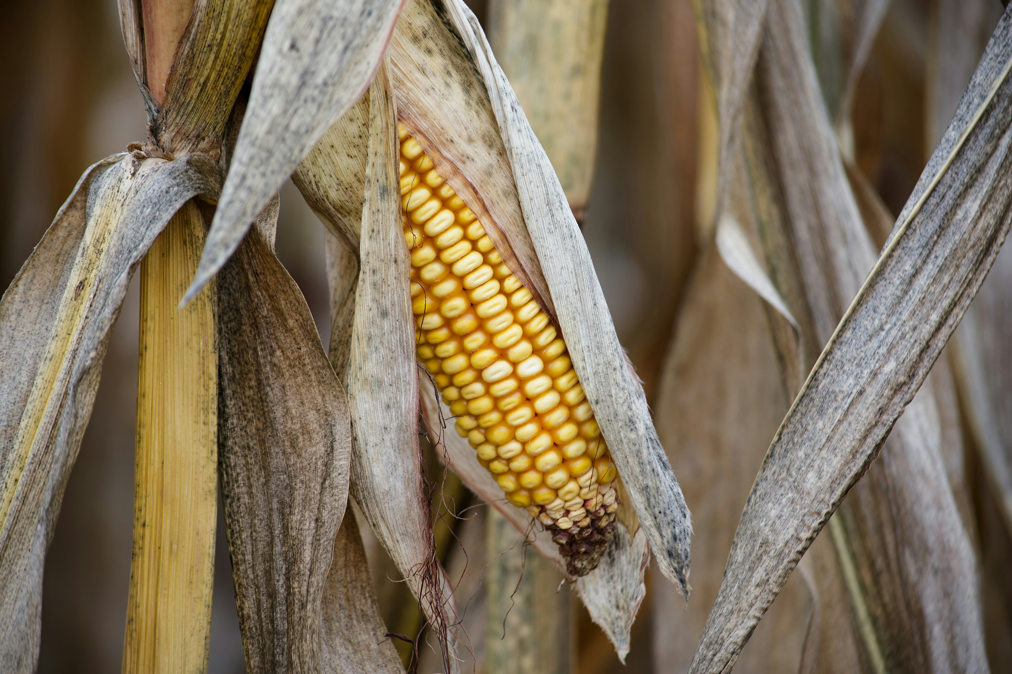 Eine Ähre am Stiel. Foto – Kostenloses Bild zum Thema Pflanze auf Unsplash, image size:3000x2000