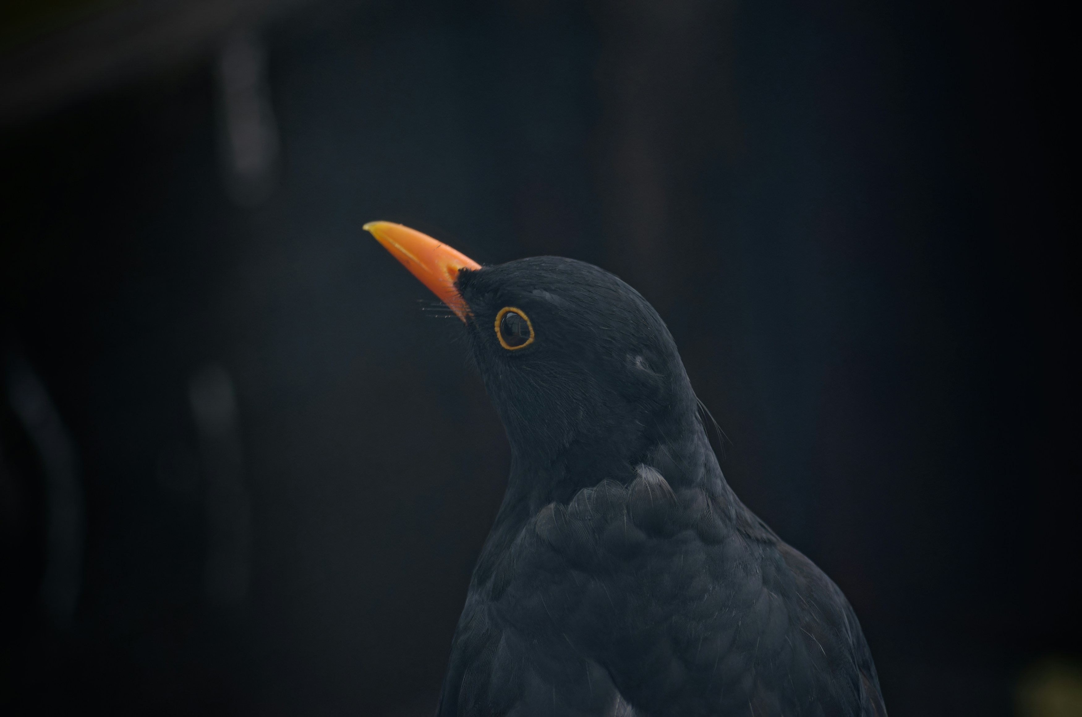 Photo by designbytholen