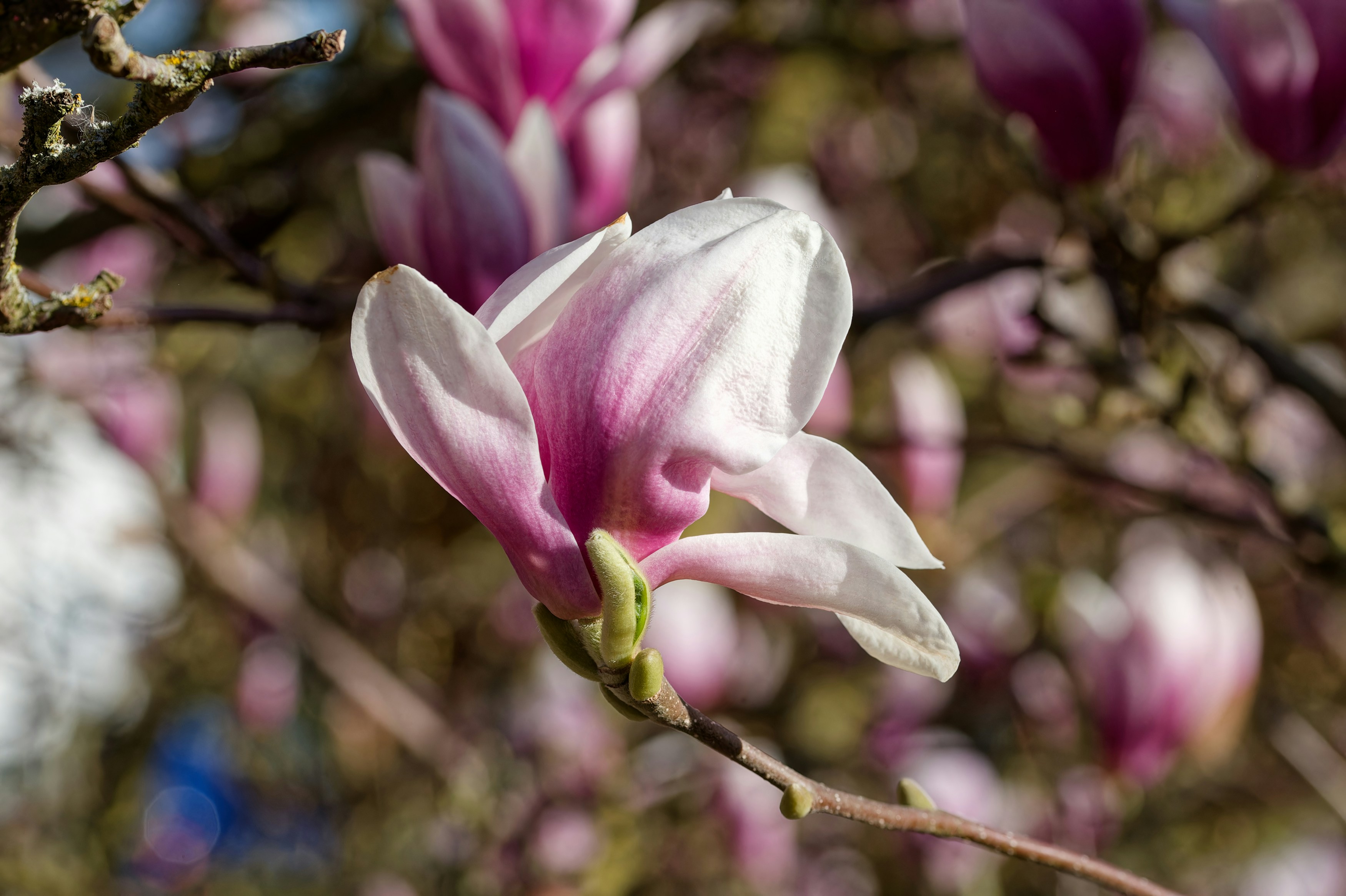 Photo by designbytholen