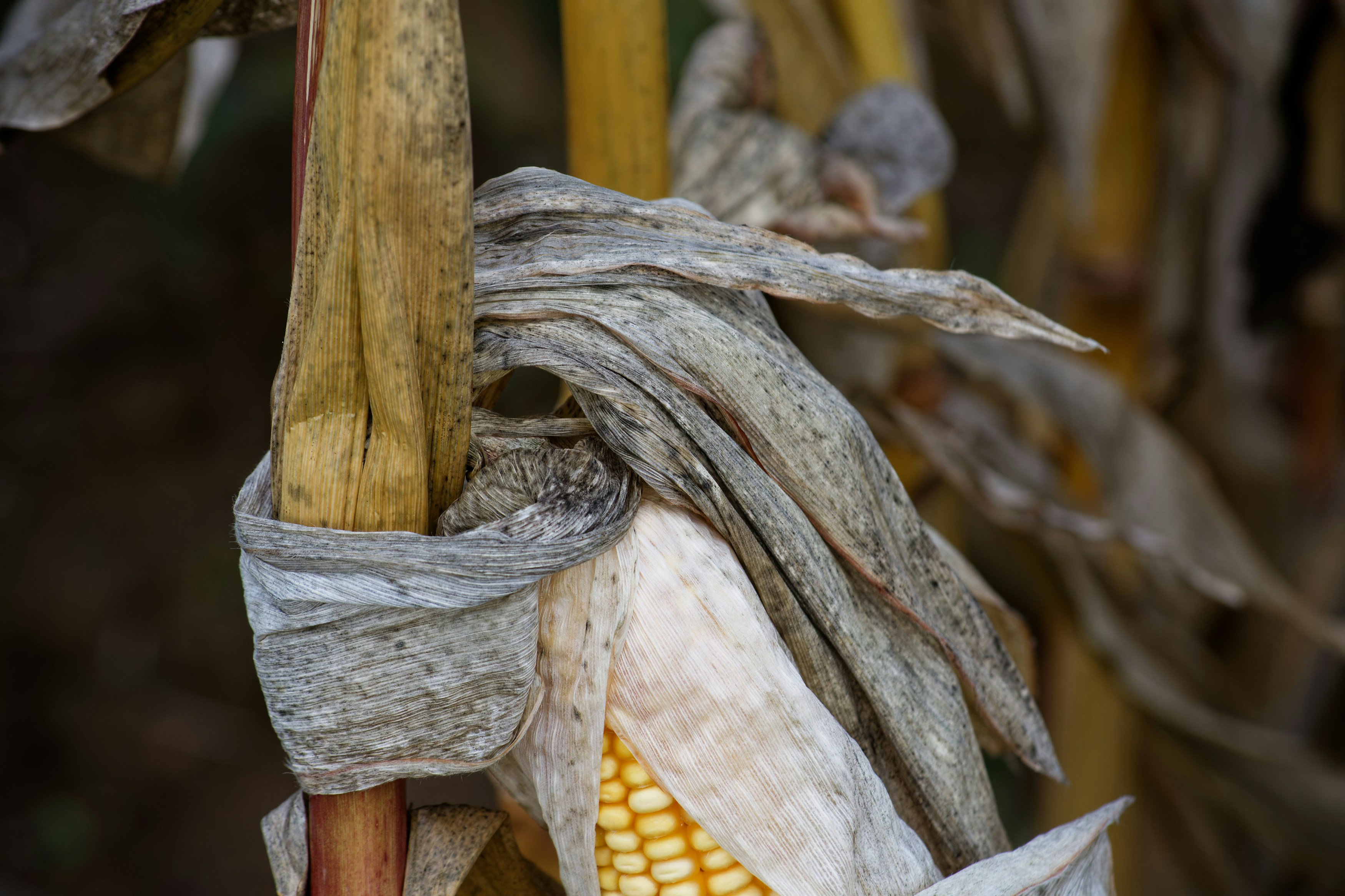 Photo by designbytholen