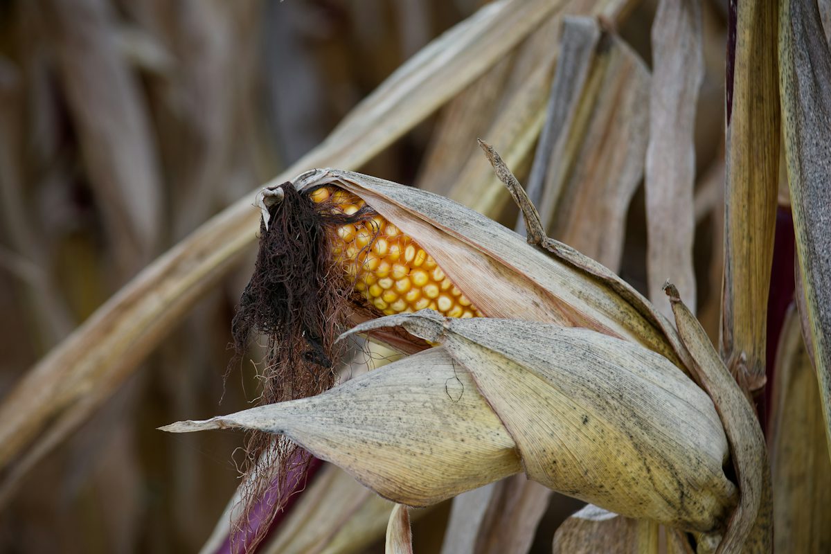 Corn — ingredient guide