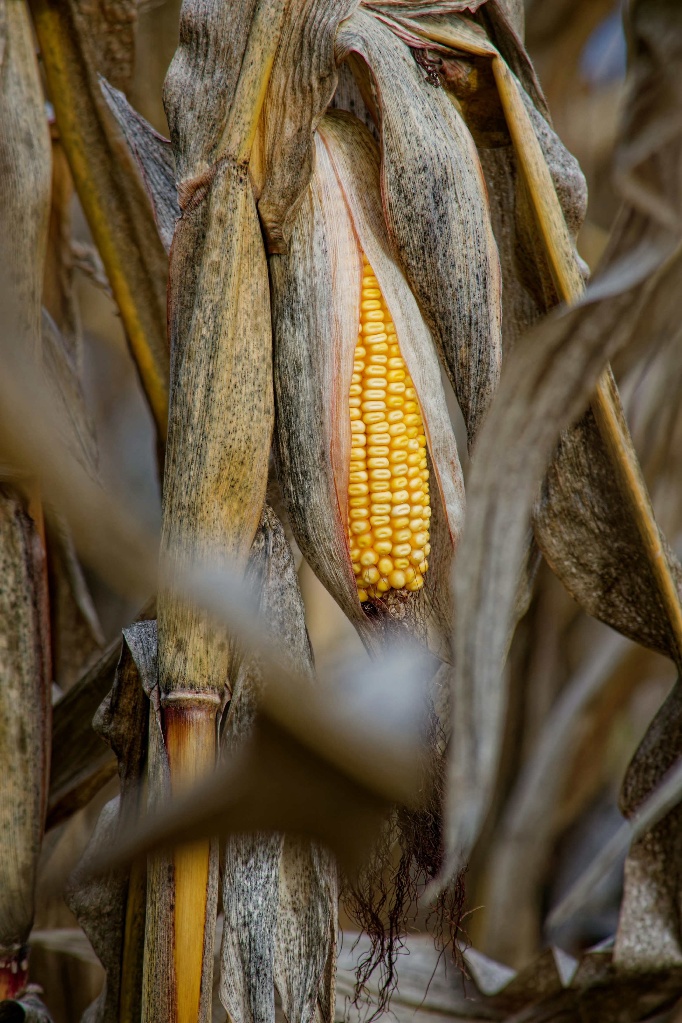 Photo by designbytholen