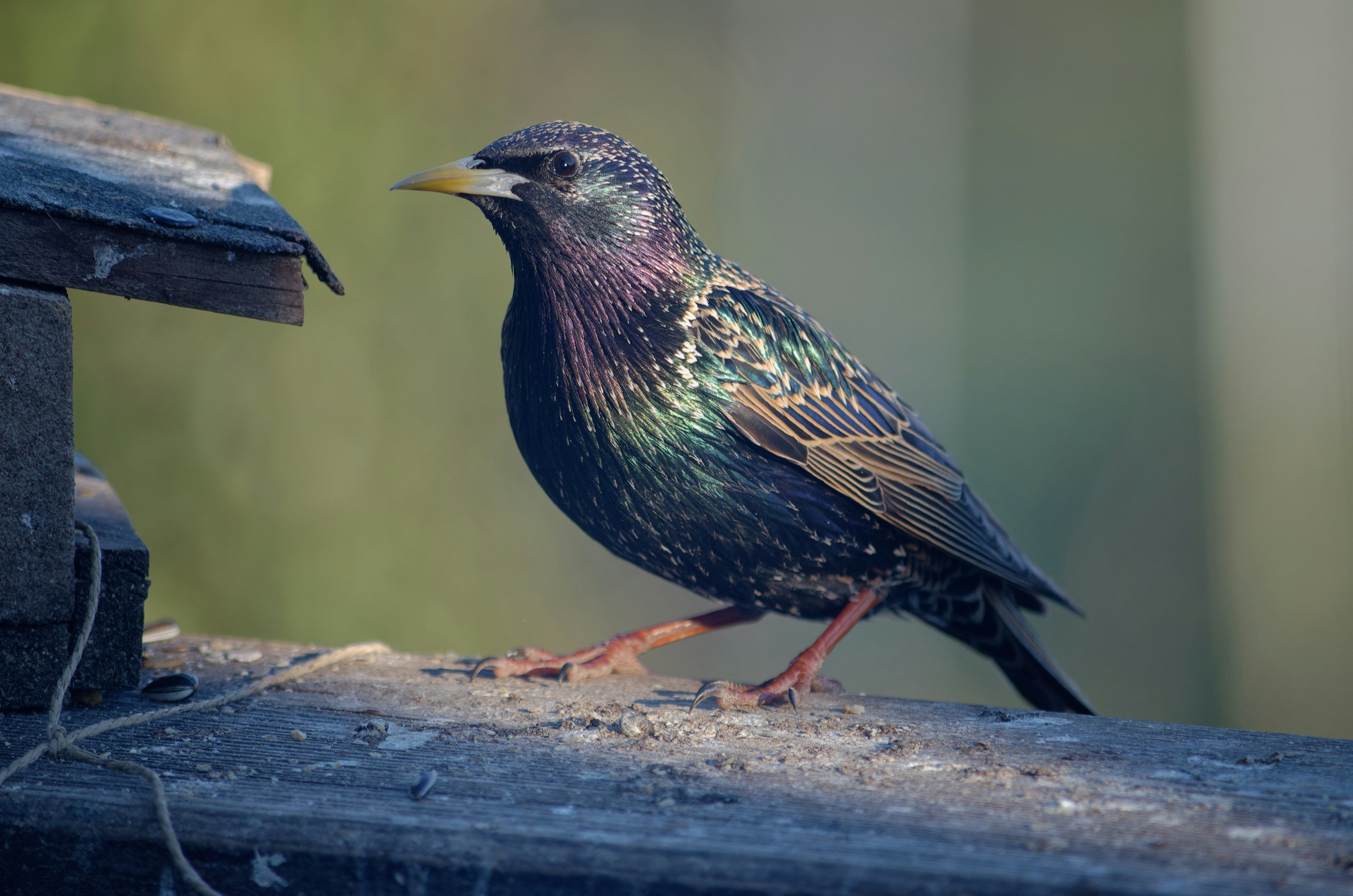 Photo by designbytholen